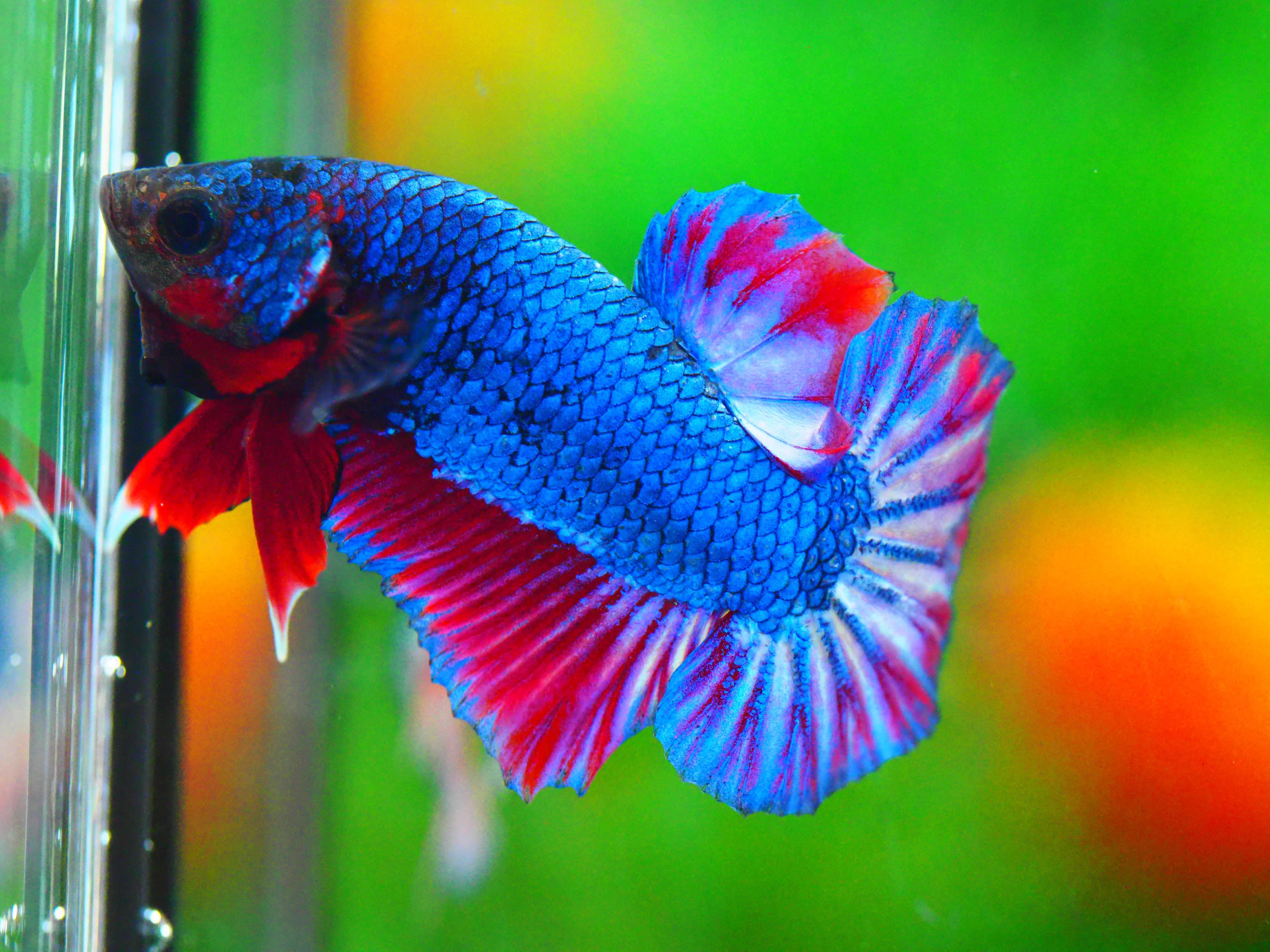 HMPK THAILAND MALE GRADE A +++