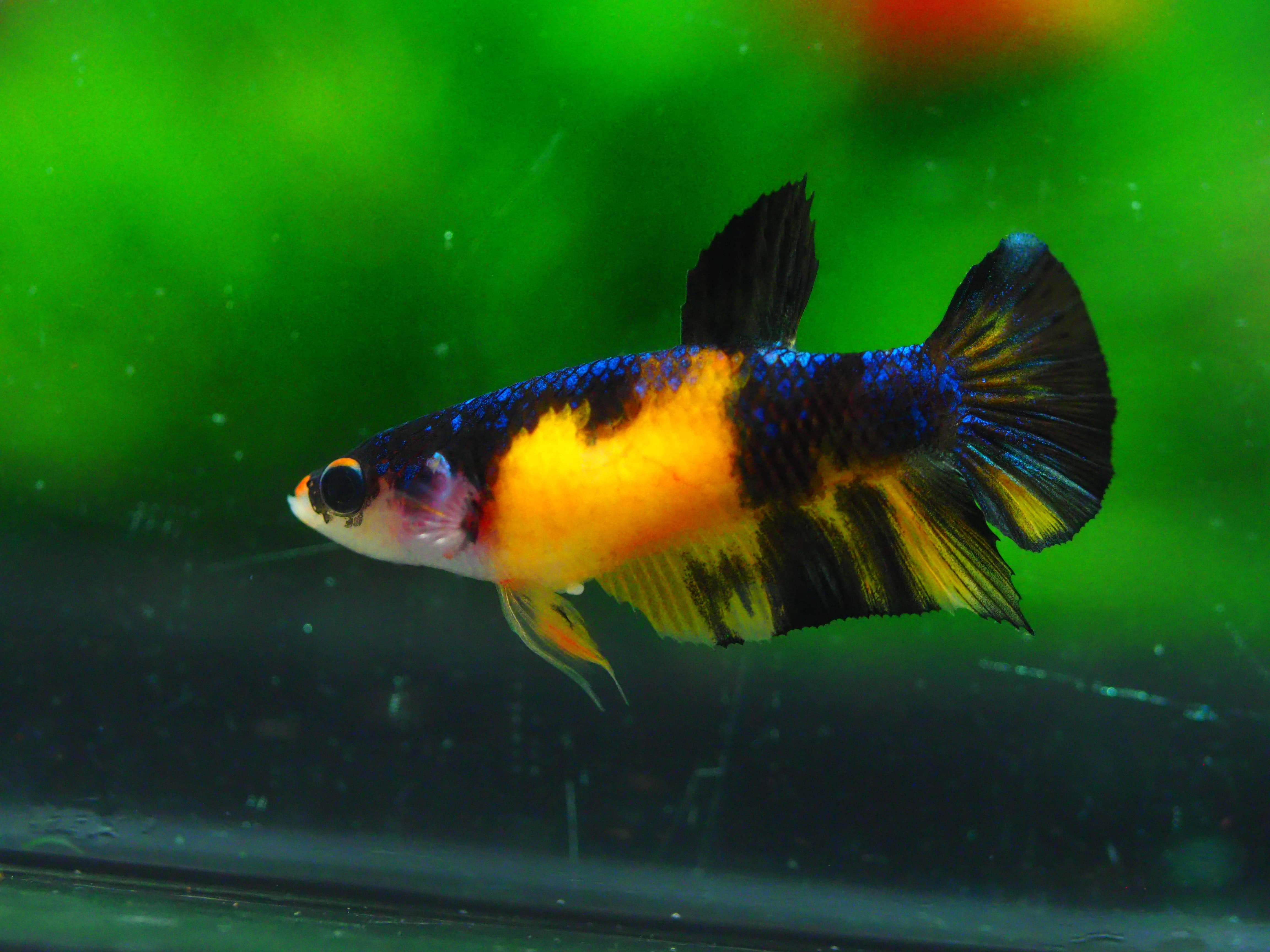 HMPK KOI YELLOW FN MALE GRADE A +++