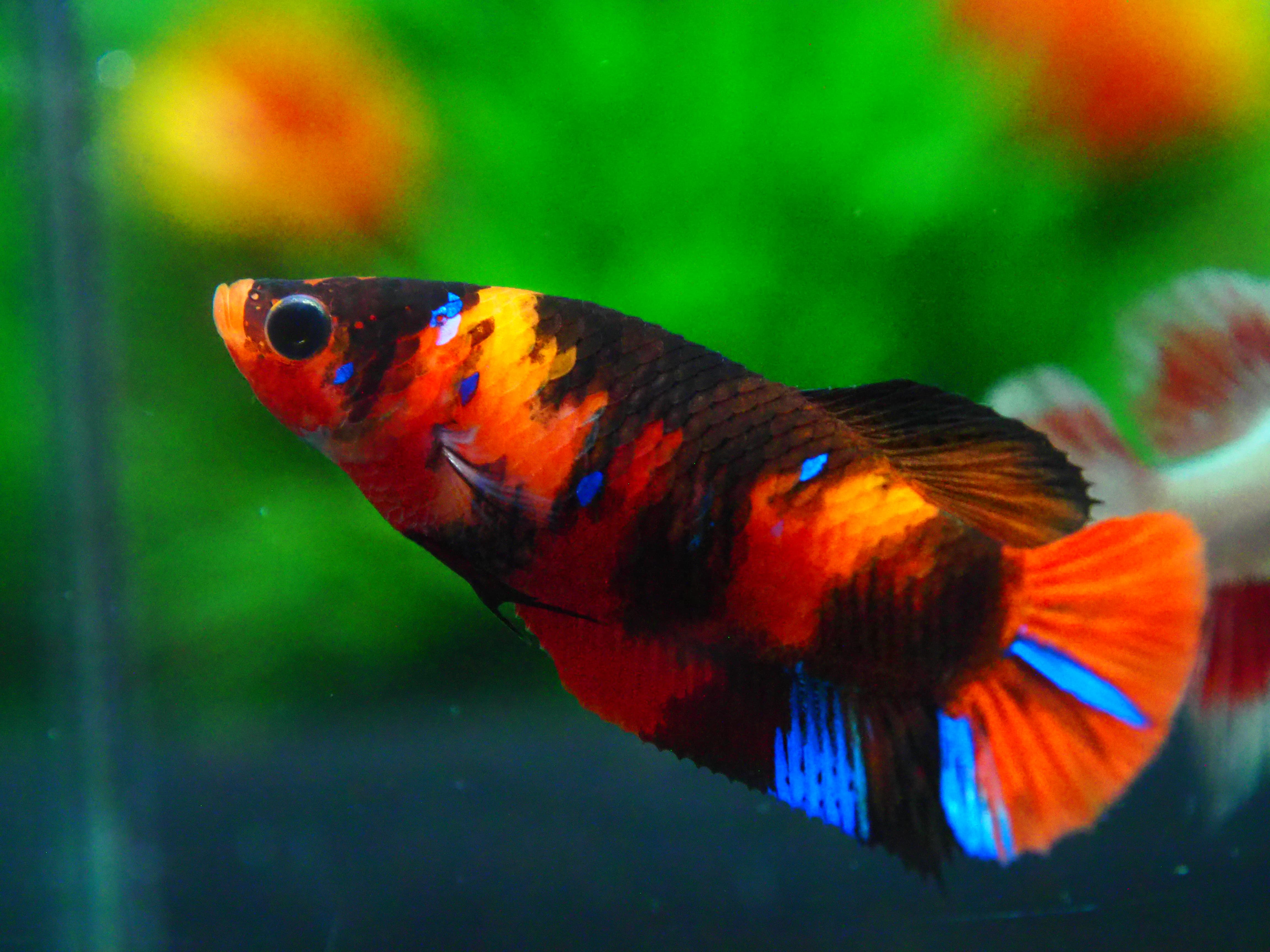 HMPK NEMO GALAXY FN MALE GRADE A +++