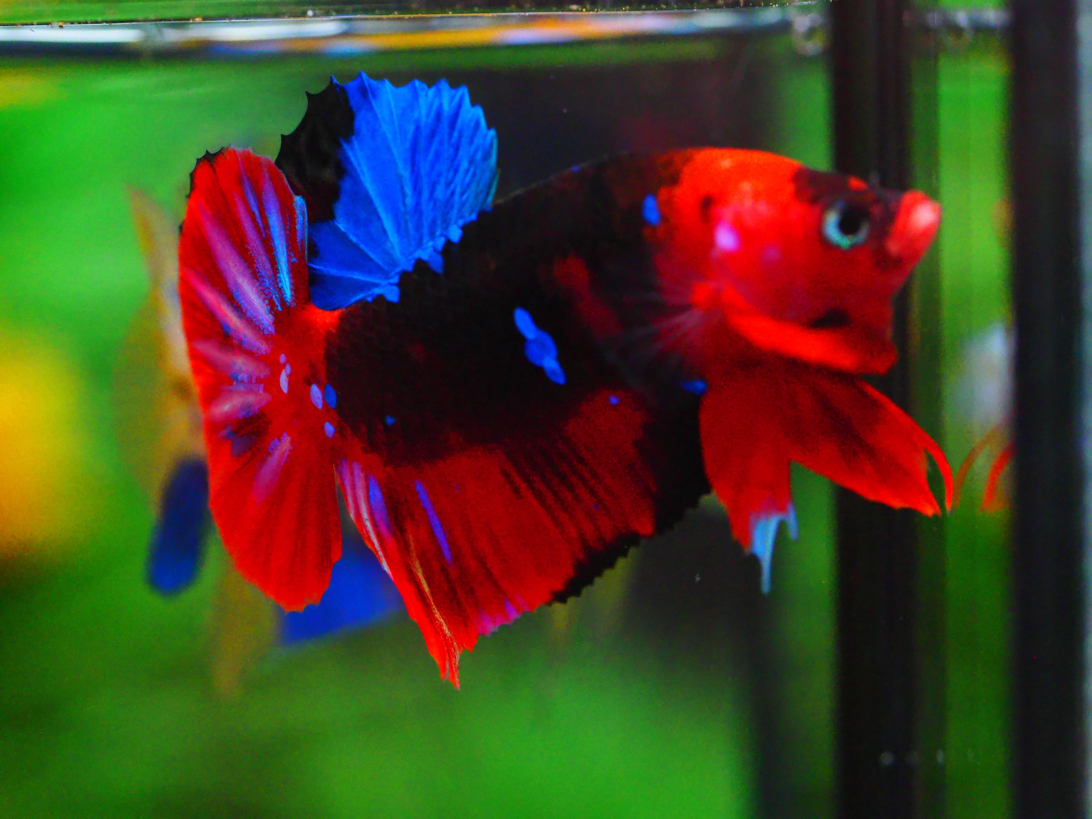 HMPK KOI GALAXY MALE GRADE A +++