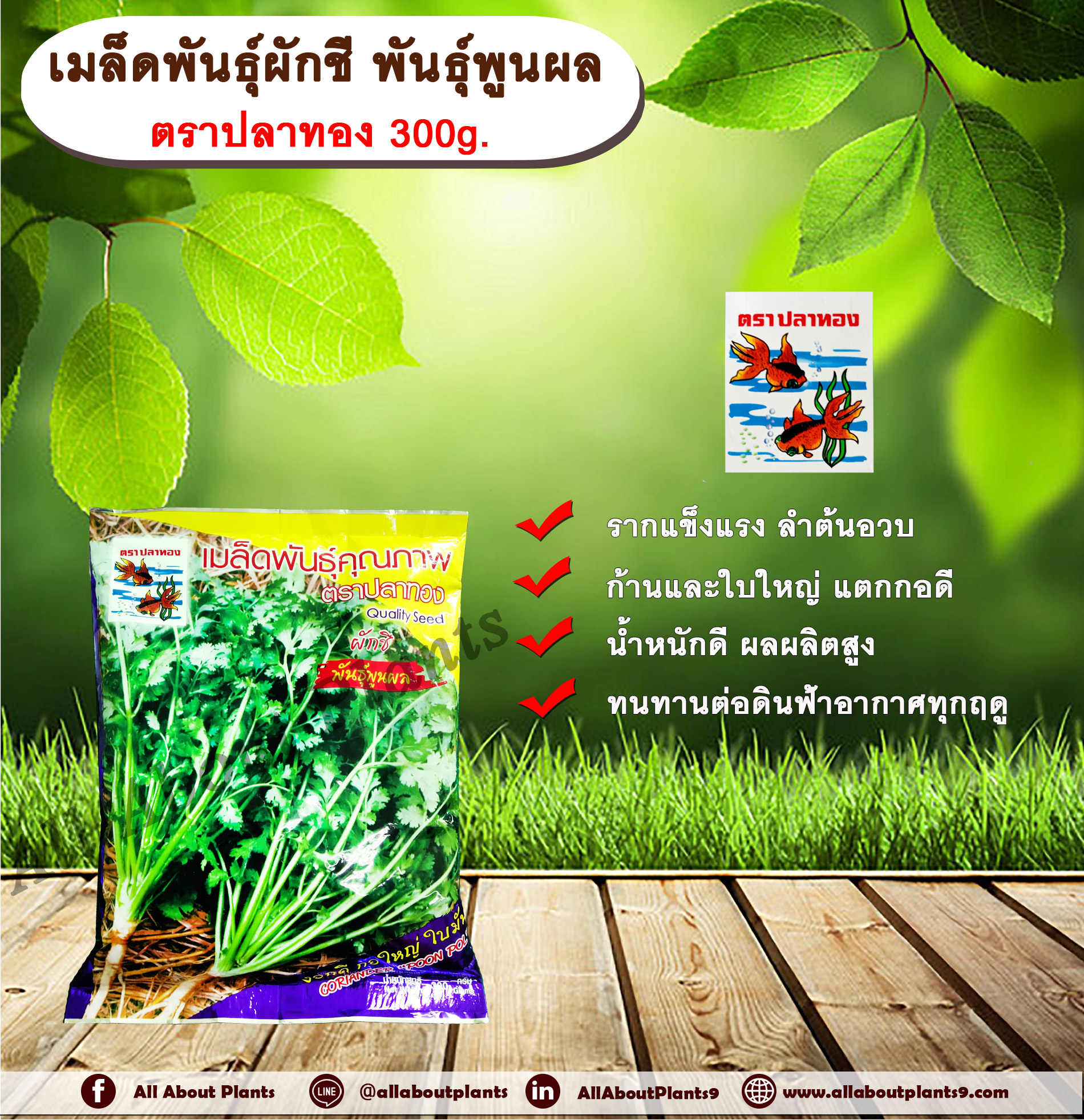 ผักชี พูนผล 300 g. ตราปลาทอง allaboutplants ถุง