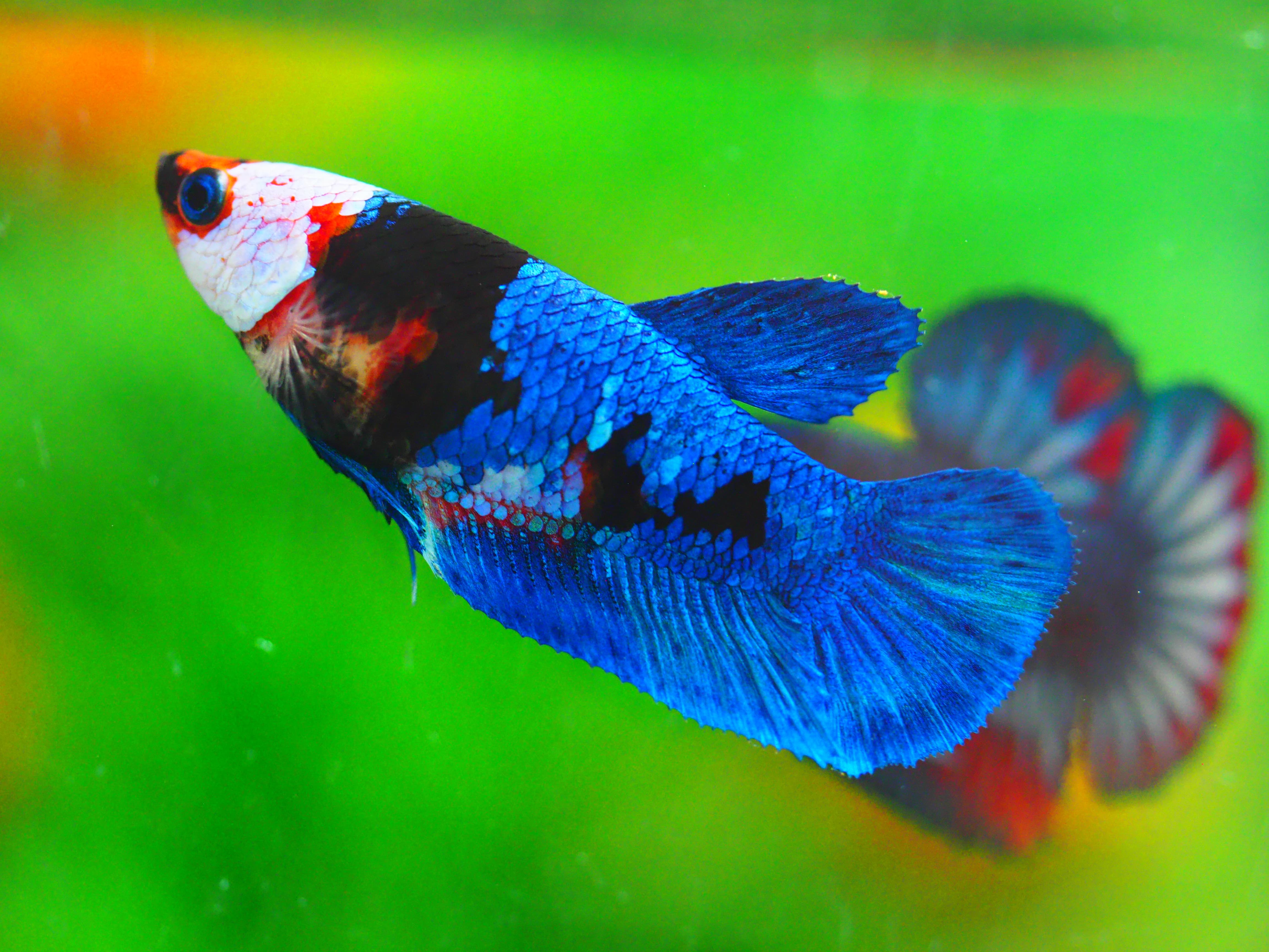 HMPK KOI GALAXY FNMALE GRADE A +++