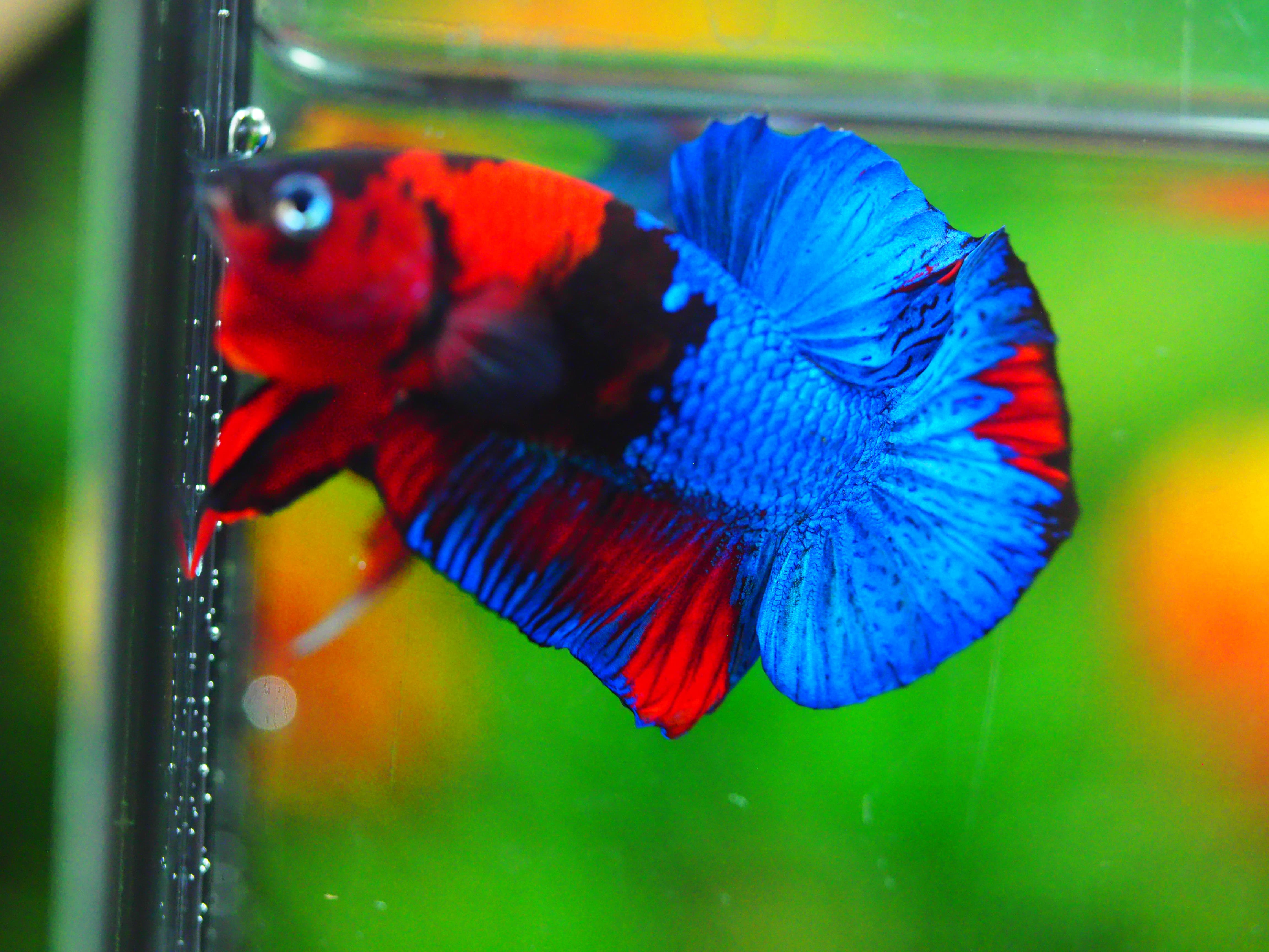 HMPK KOI GALAXY MALE GRADE A +++