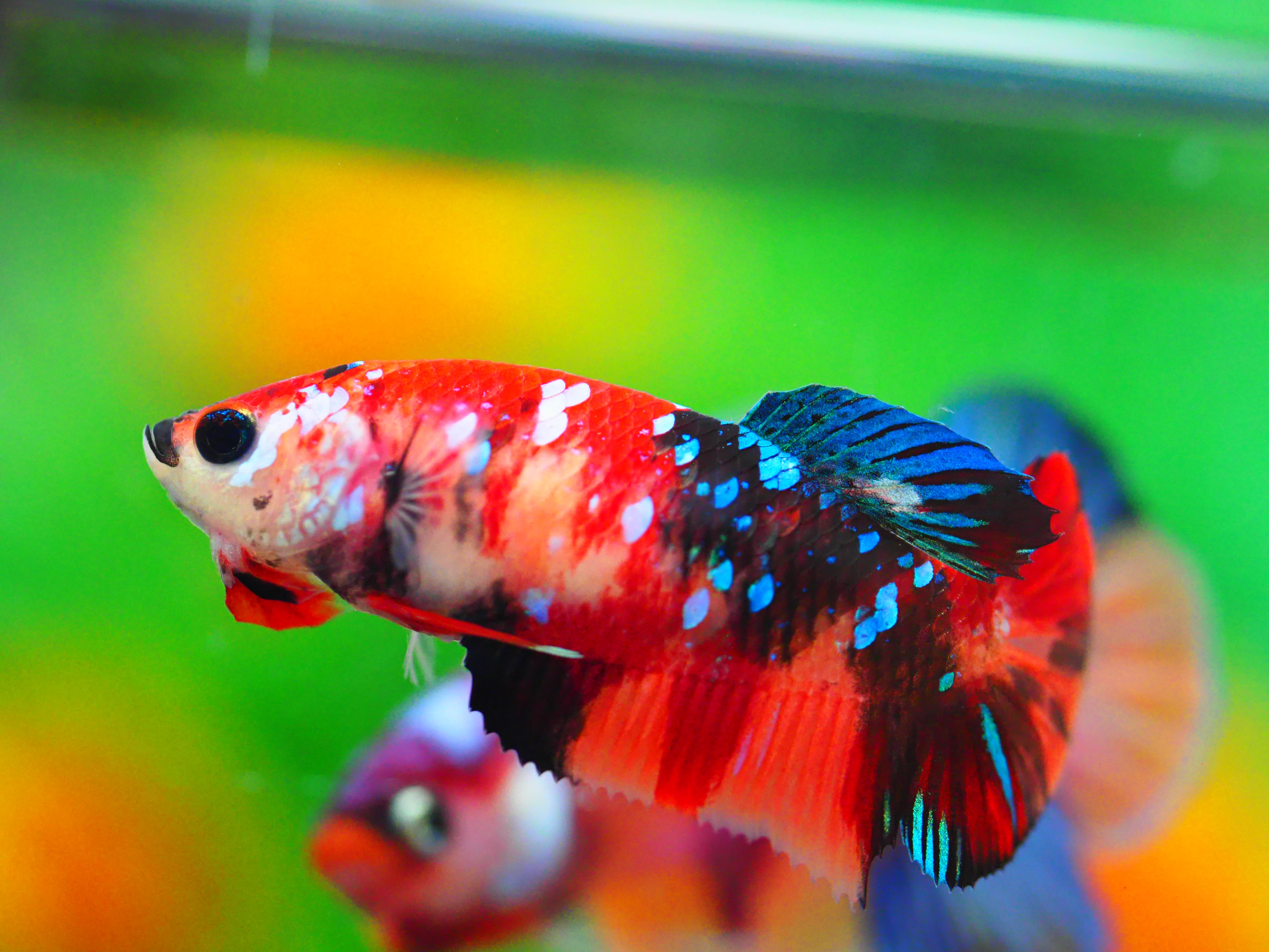 HMPK KOI GALAXY FNMALE GRADE A +++