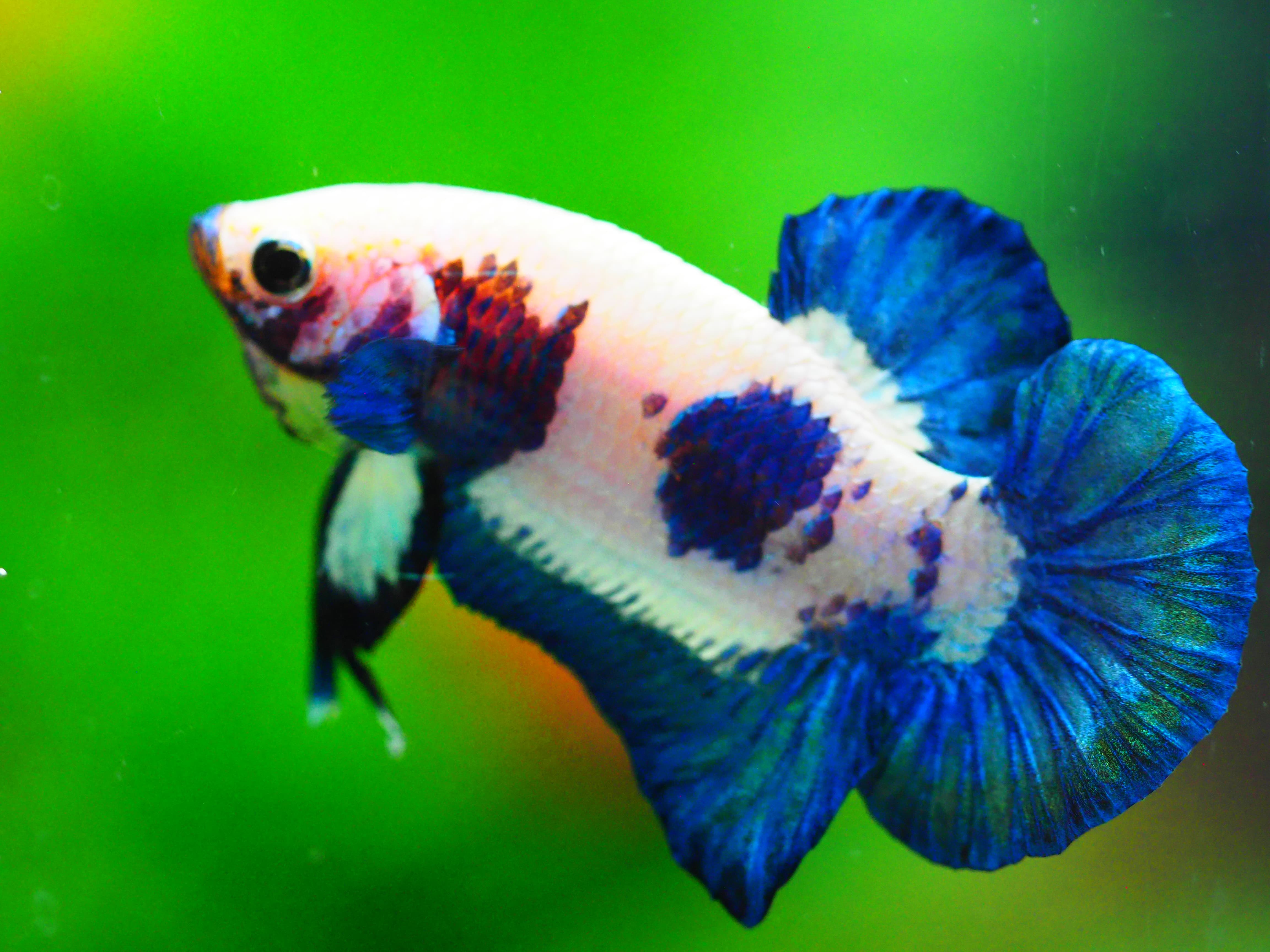 HMPK FANCY MALE GRADE A +++