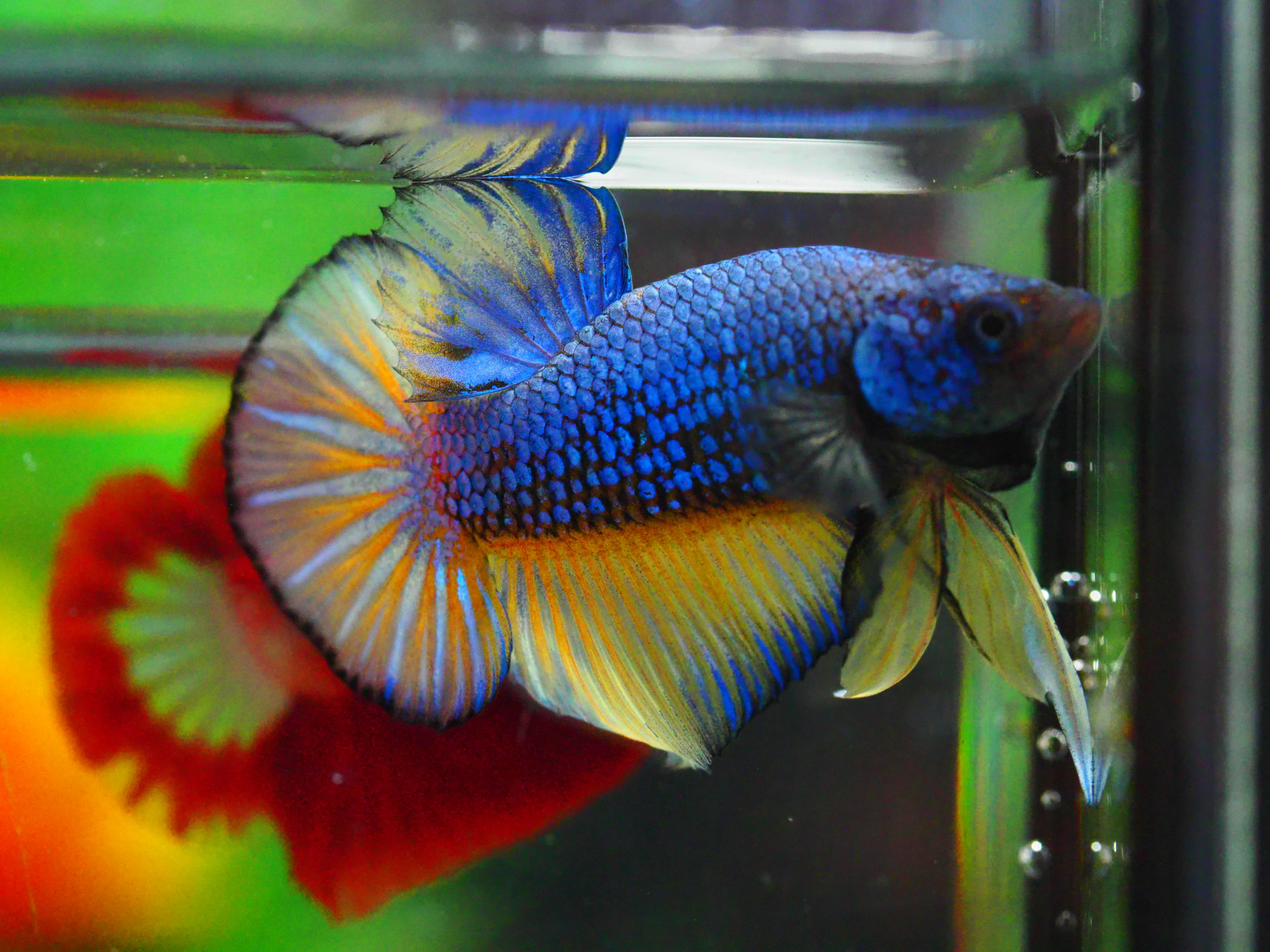 HMPK FANCY MALE GRADE A +++