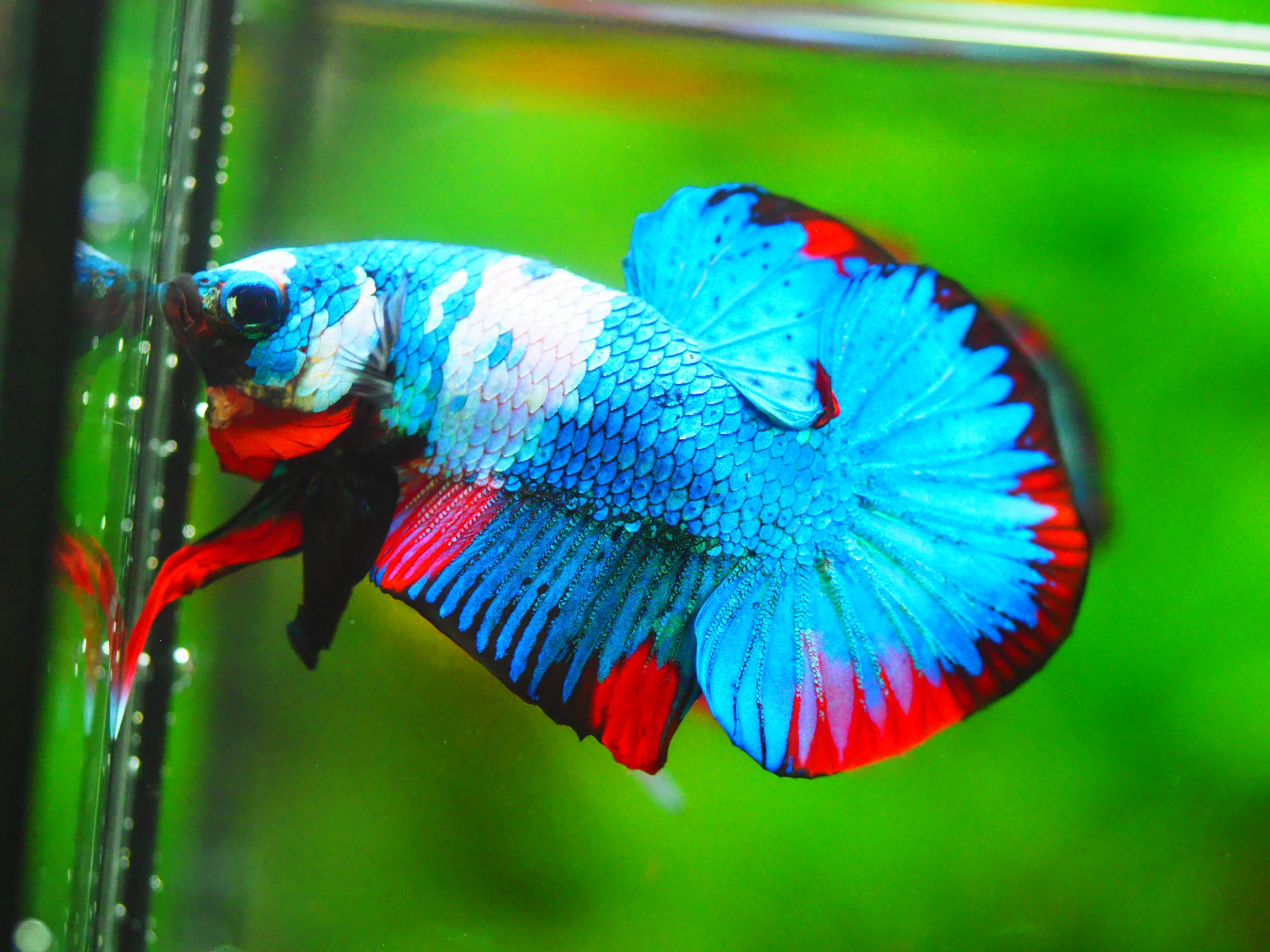 HMPK KOI GALAXY MALE GRADE A +++