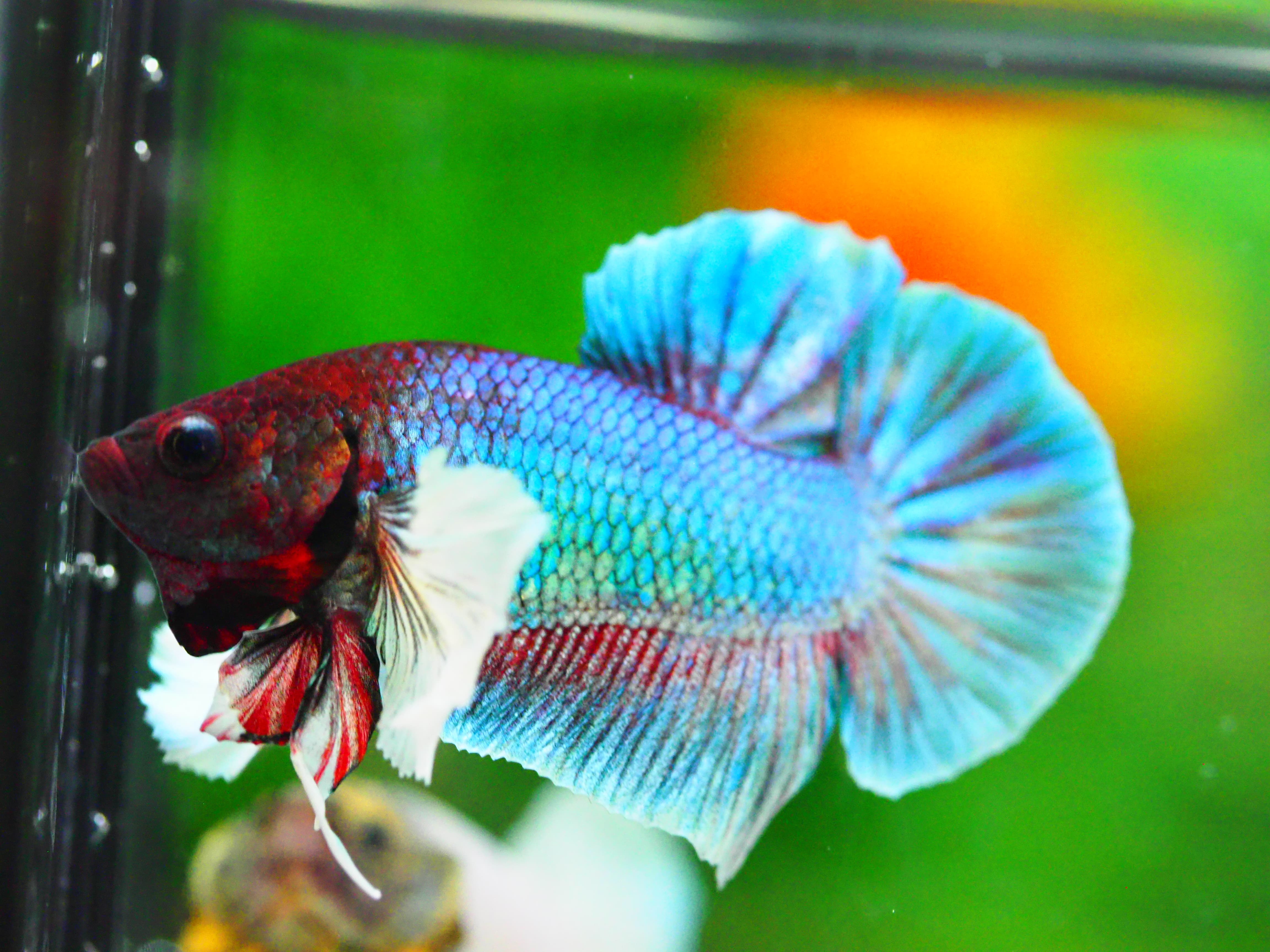 HMPK DUMBO MALE GRADE A +++