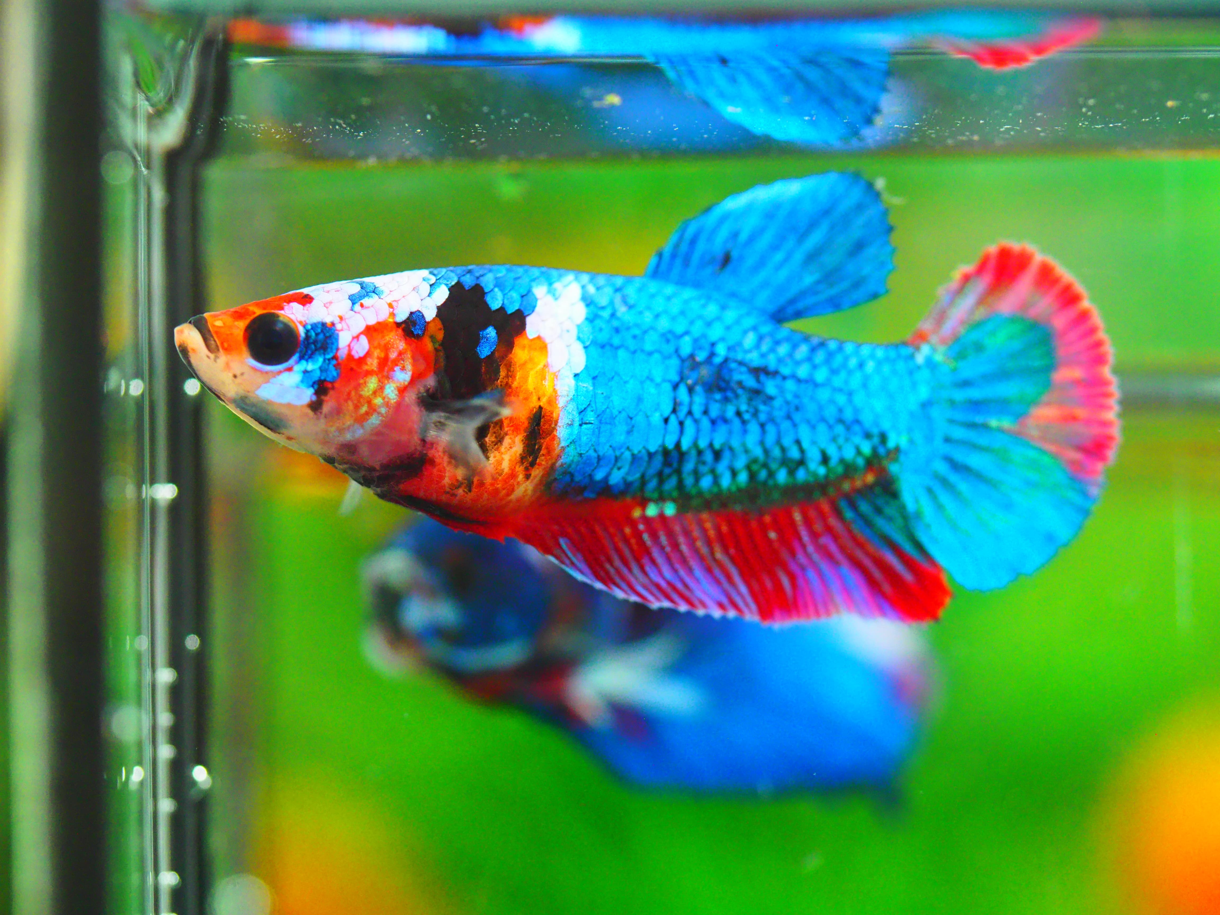 HMPK KOI GALAXY FEMALE GRADE A +++