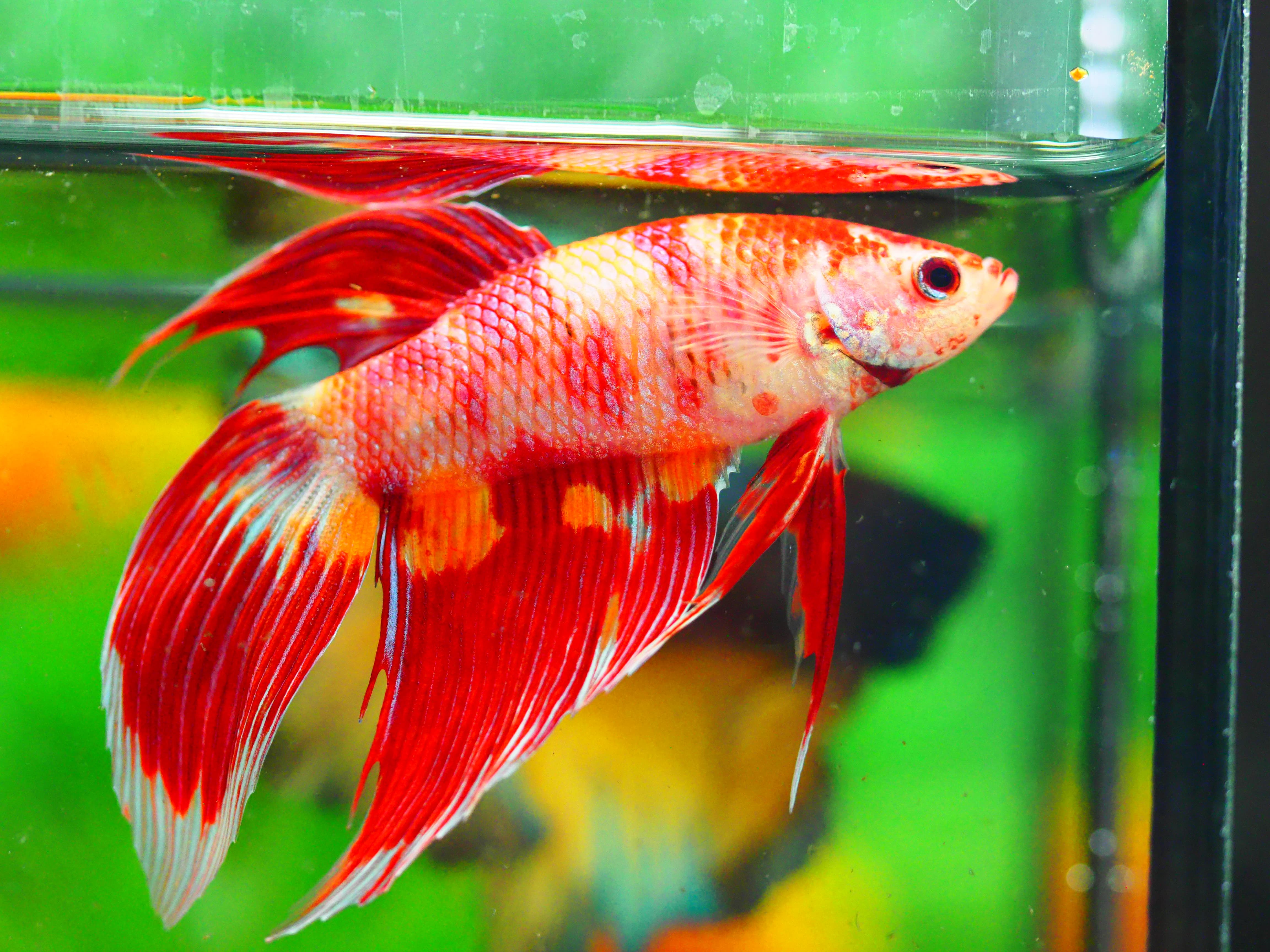 VT NEMO MALE GRADE A +++