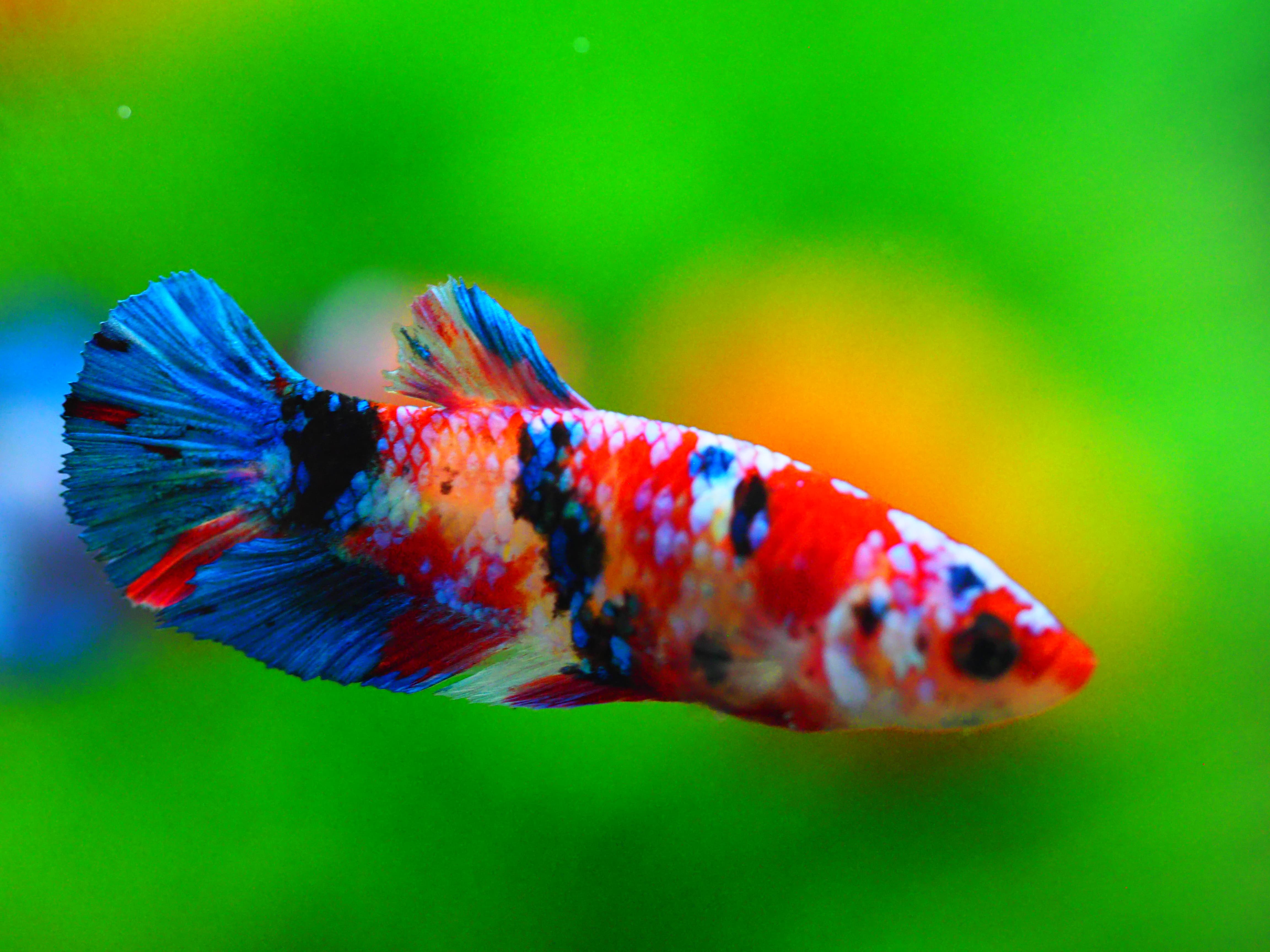 HMPK KOI GALAXY FN MALE GRADE A +++