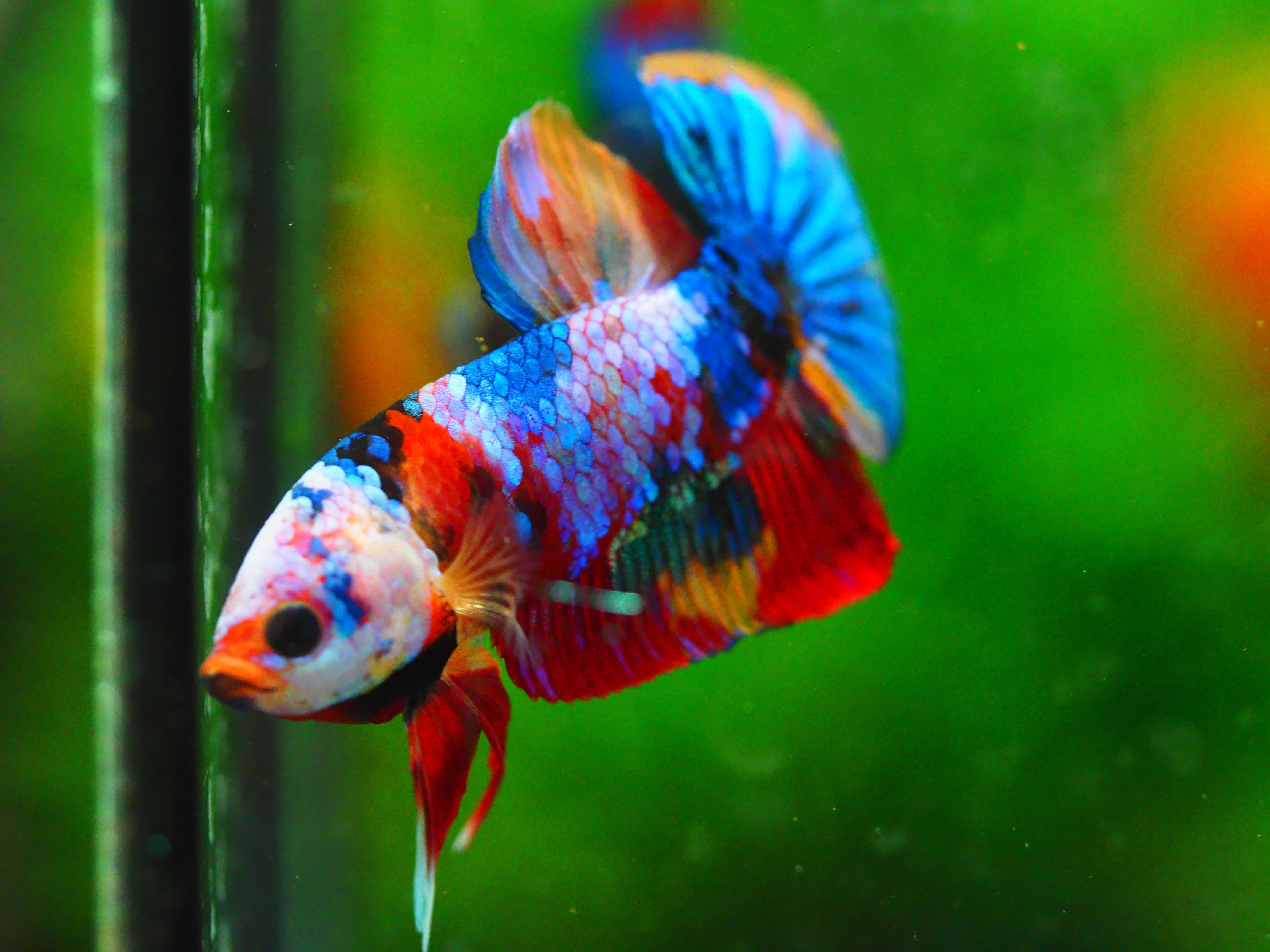 HMPK NEMO GALAXY MALE GRADE A +++