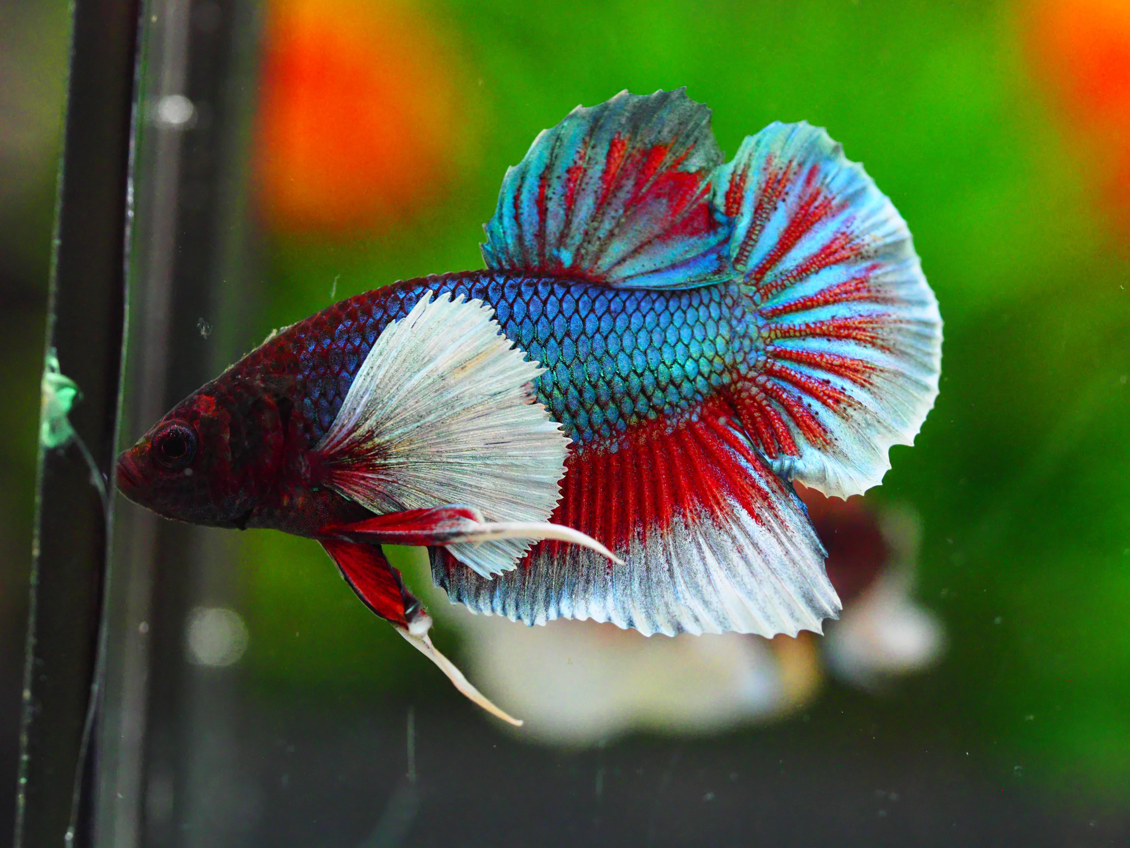 HMPK DUMBO MALE GRADE A +++