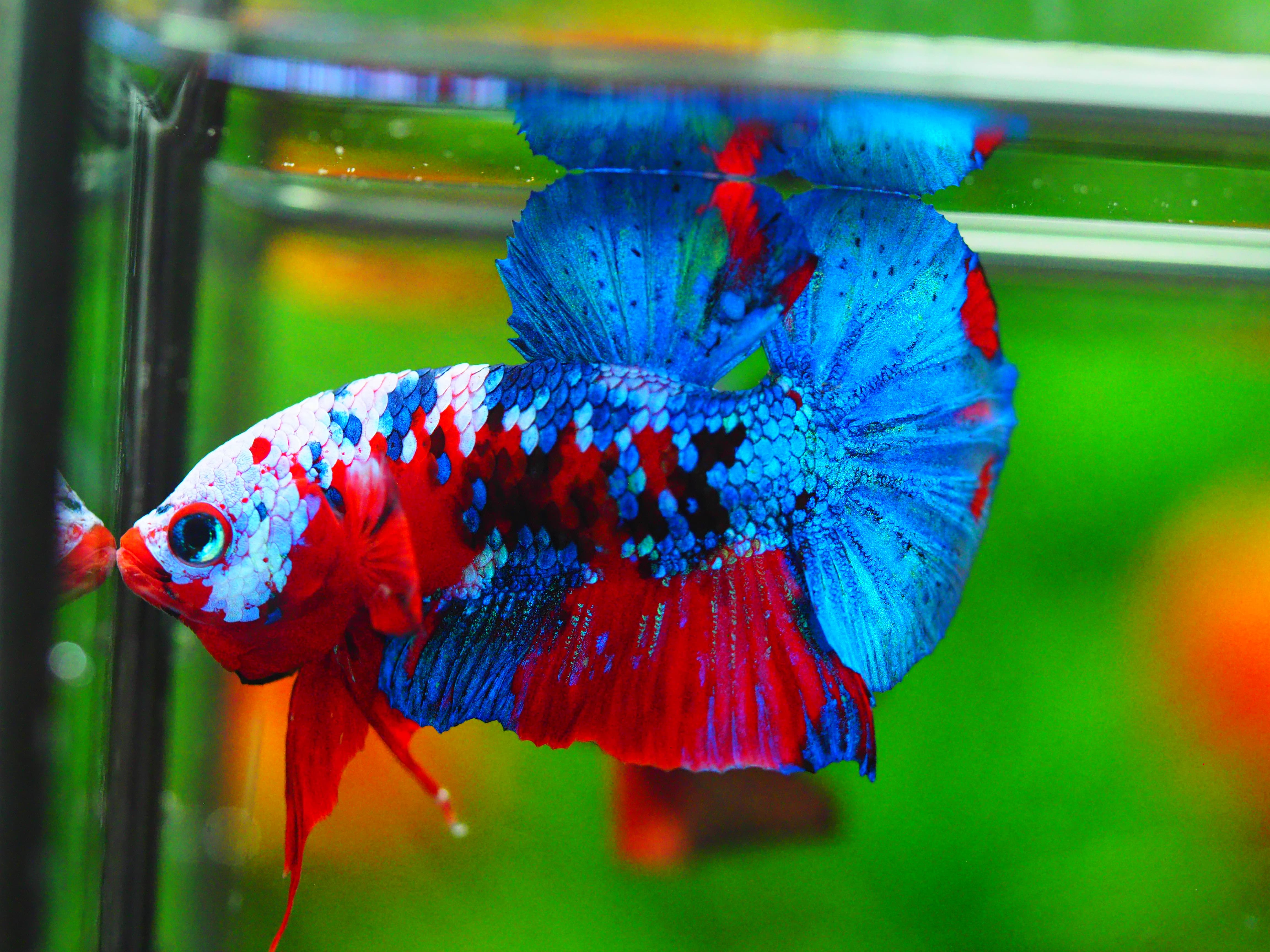 HMPK KOI GALAXY MALE GRADE A +++