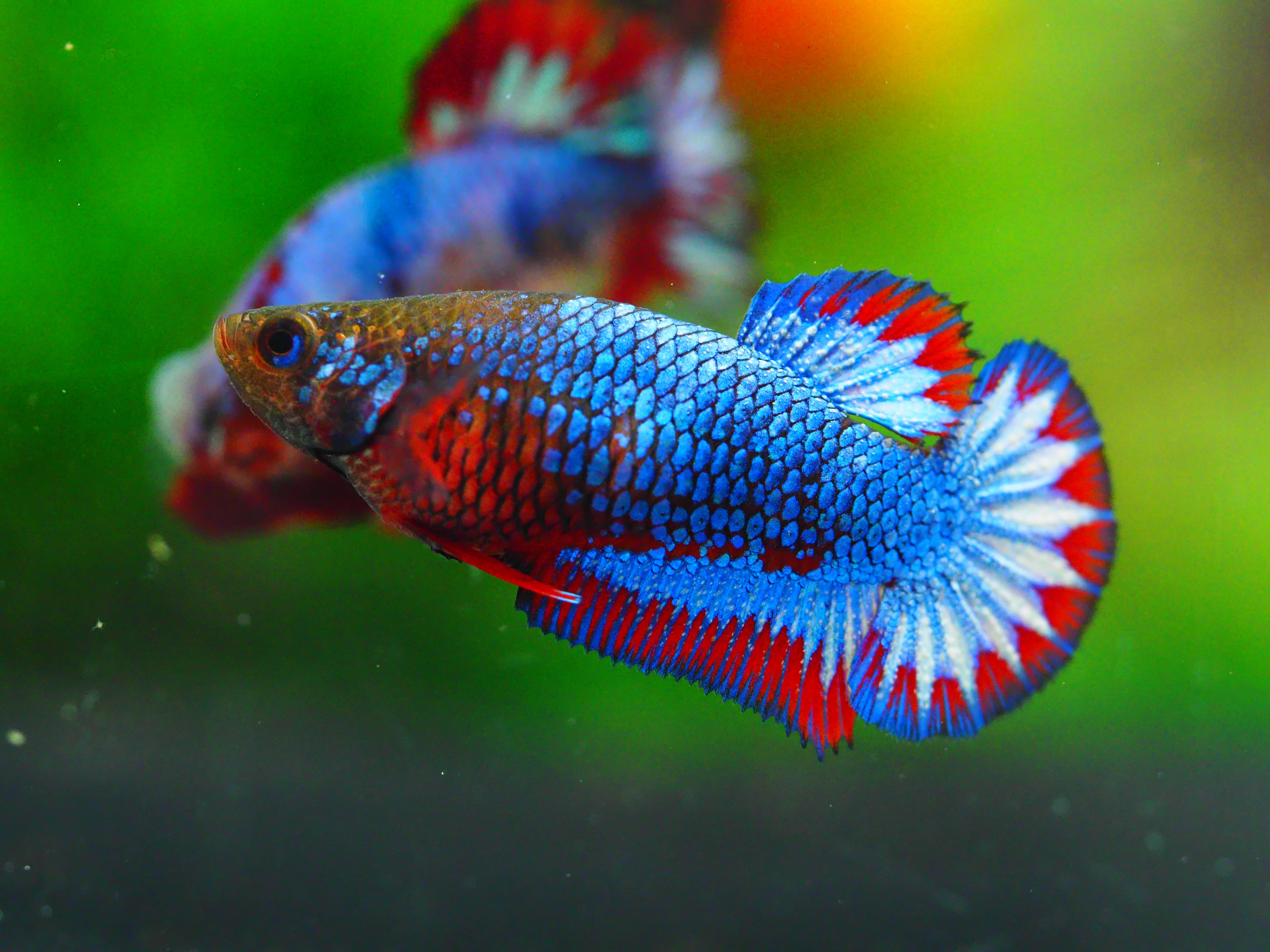 HMPK THAILAND FEMALE GRADE A +++