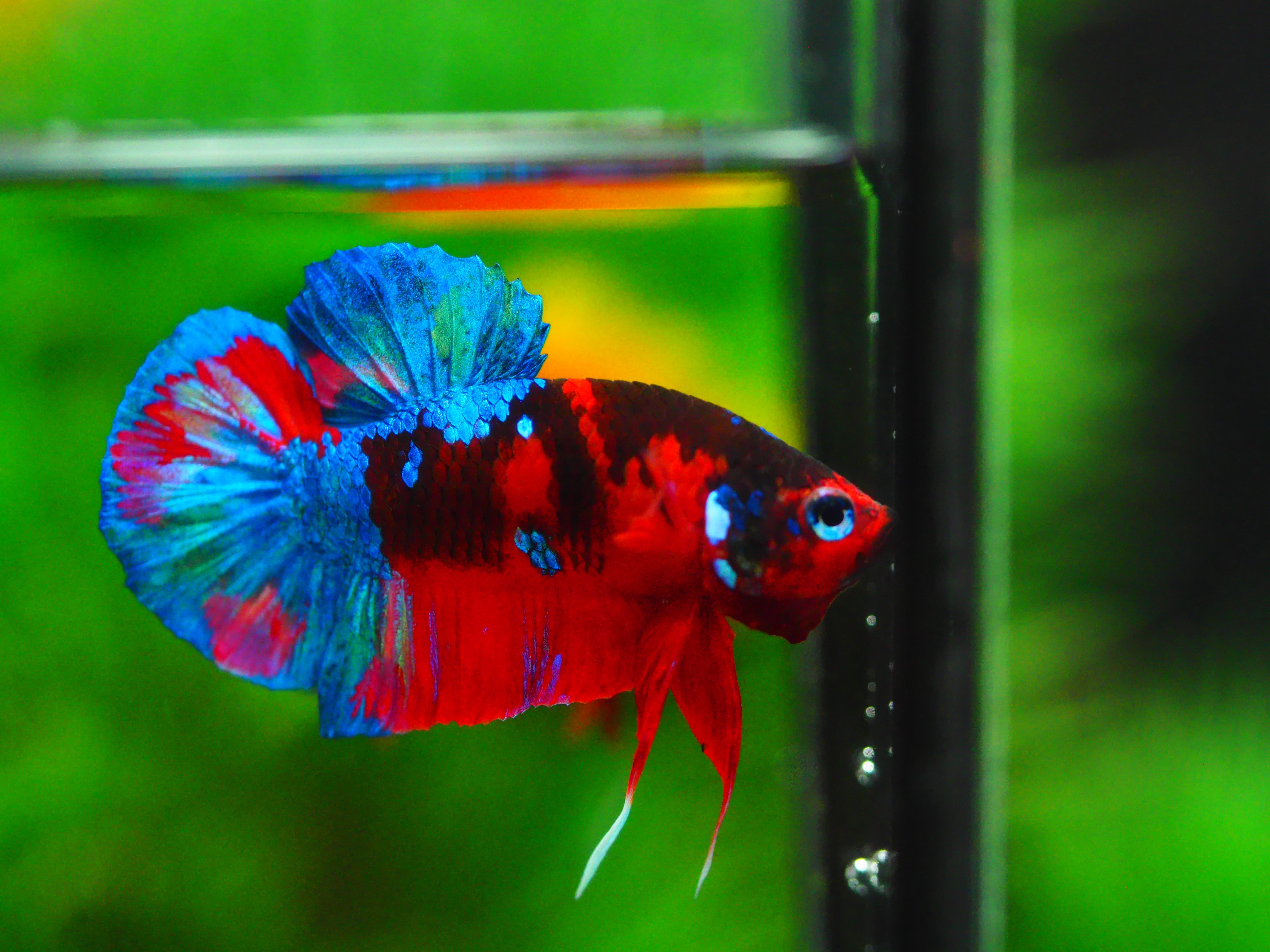 HMPK KOI GALAXY MALE GRADE A +++