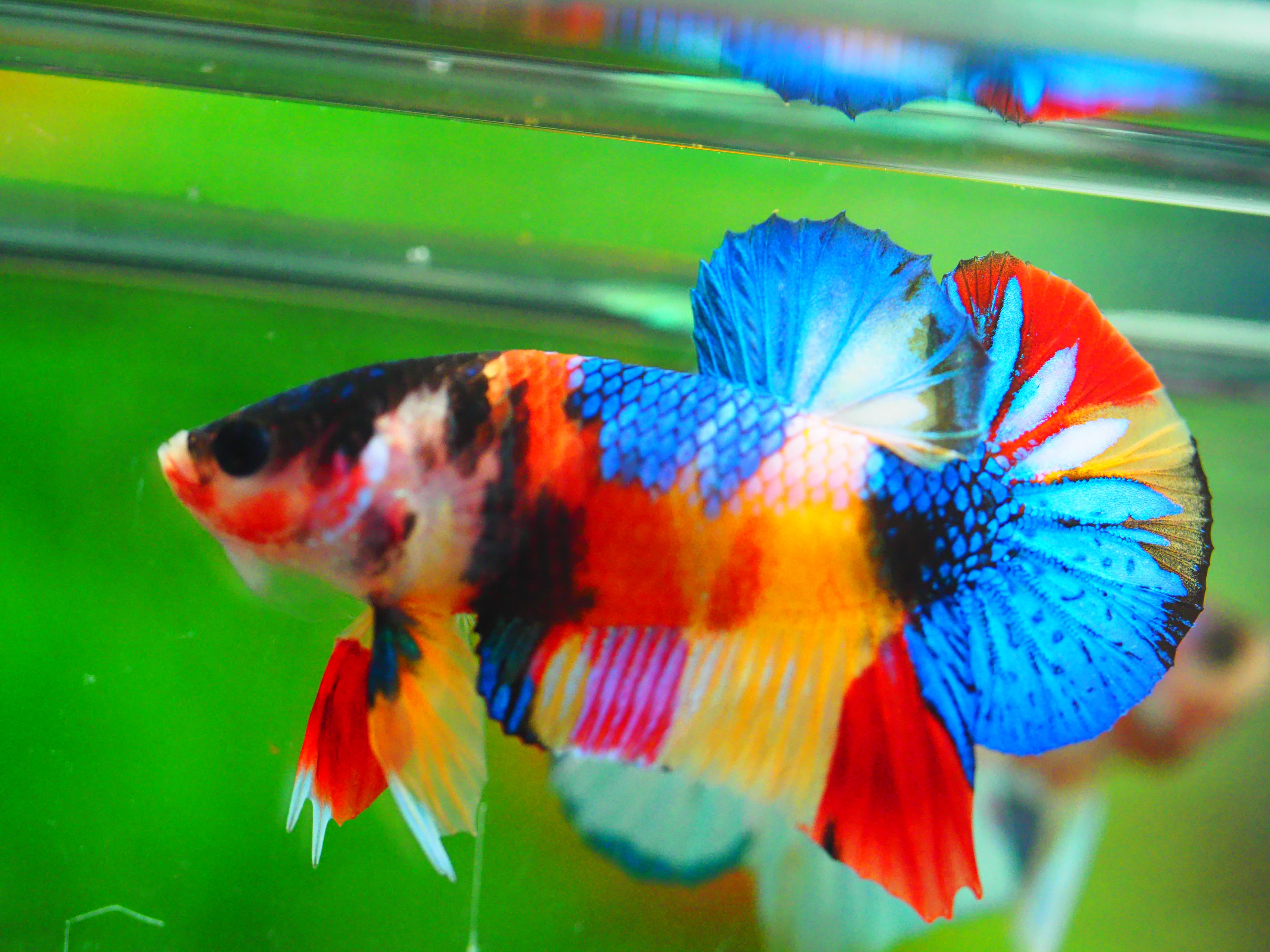 HMPK CANDY MALE GRADE A +++