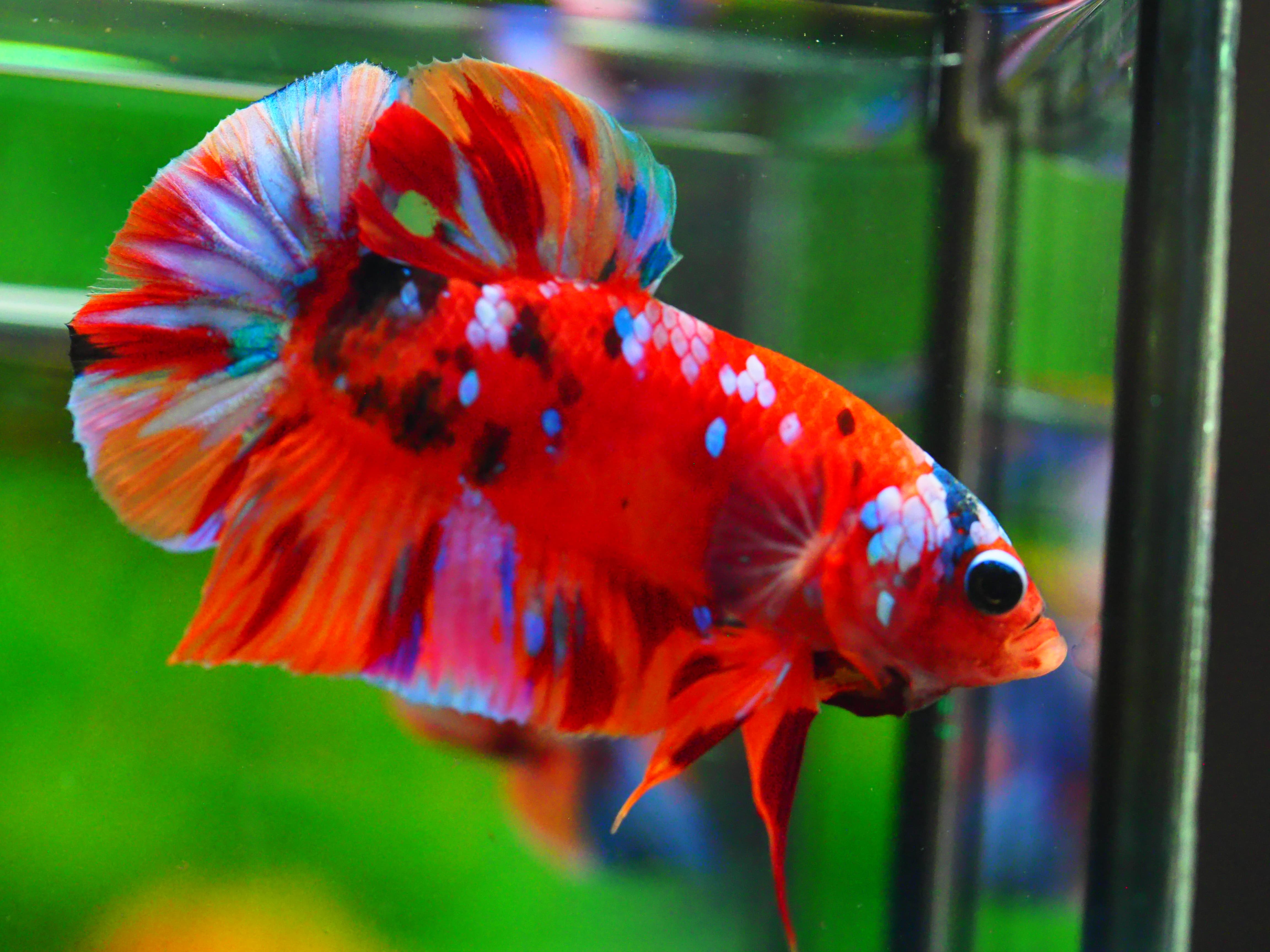 HMPK NONE GALAXY MALE GRADE A +++