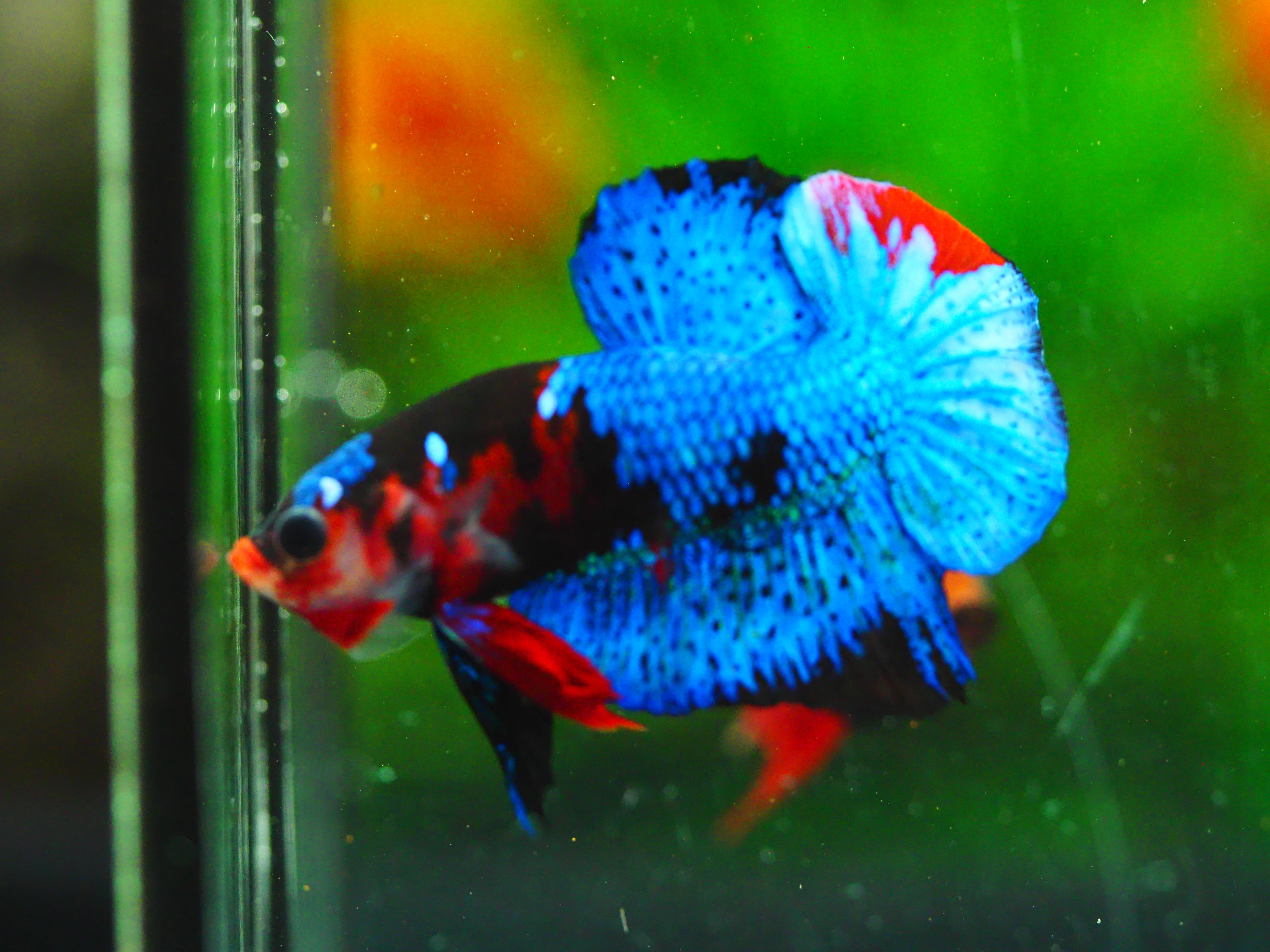 HMPK KOI GALAXY MALE GRADE A +++