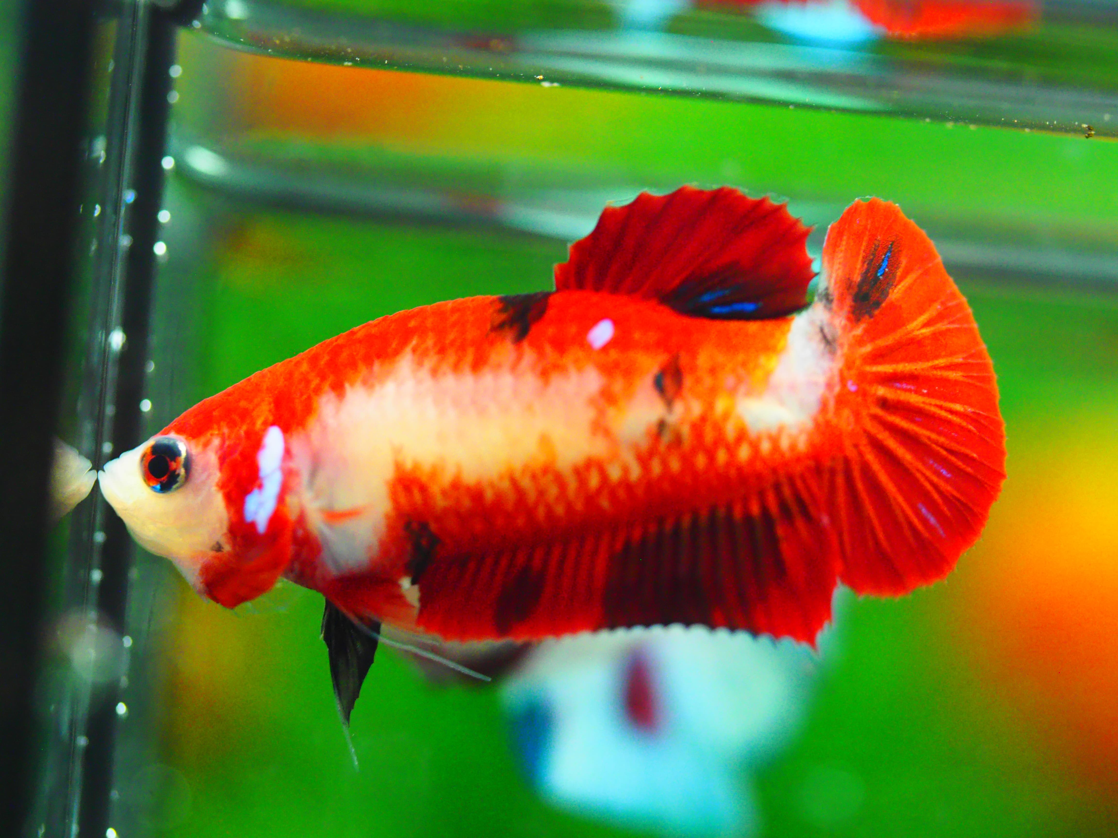 HMPK KOI GALAXY FNMALE GRADE A +++