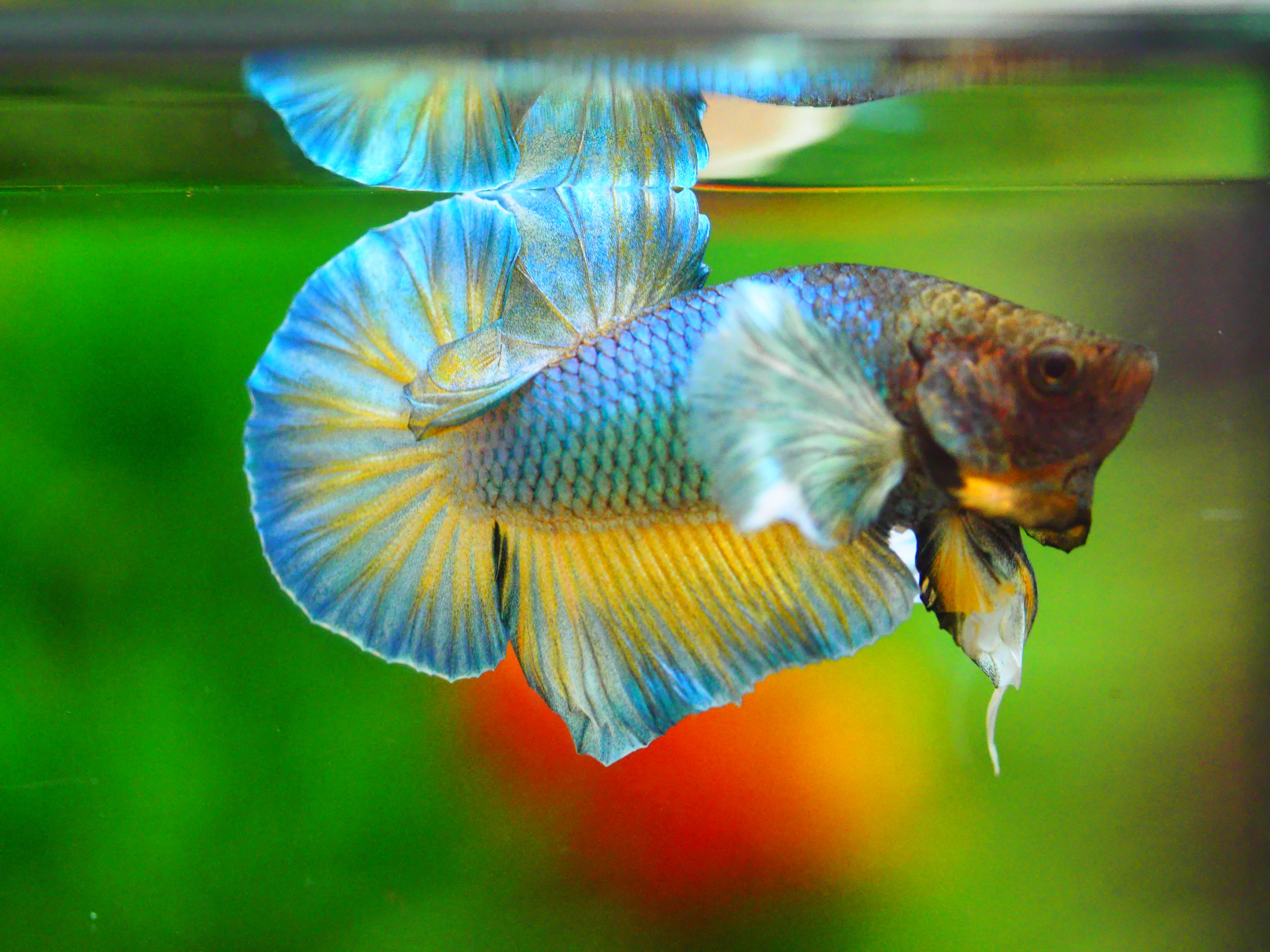 HMPK DUMBO MALE GRADE A +++