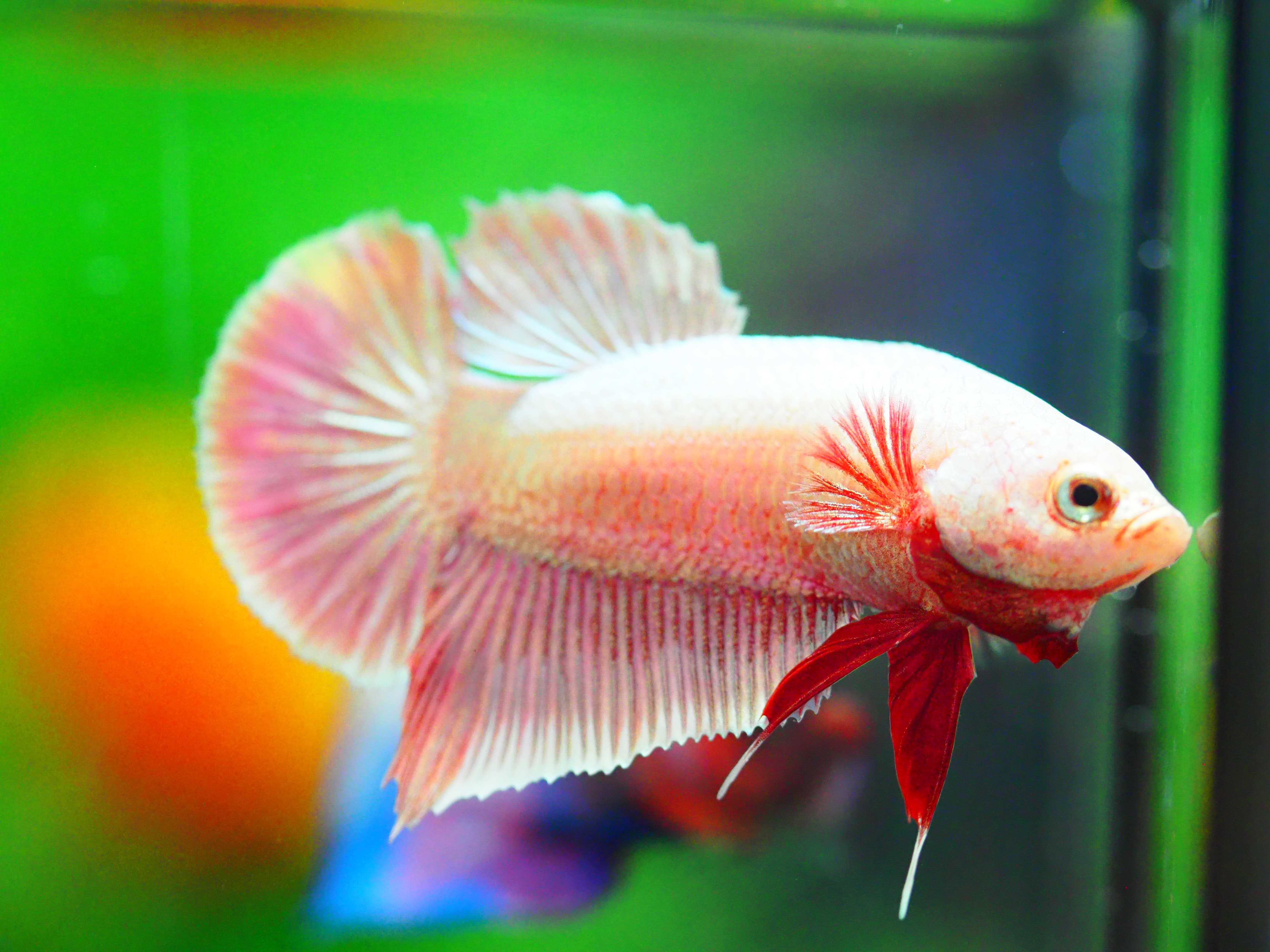 HMPK FANCY MALE GRADE A +++