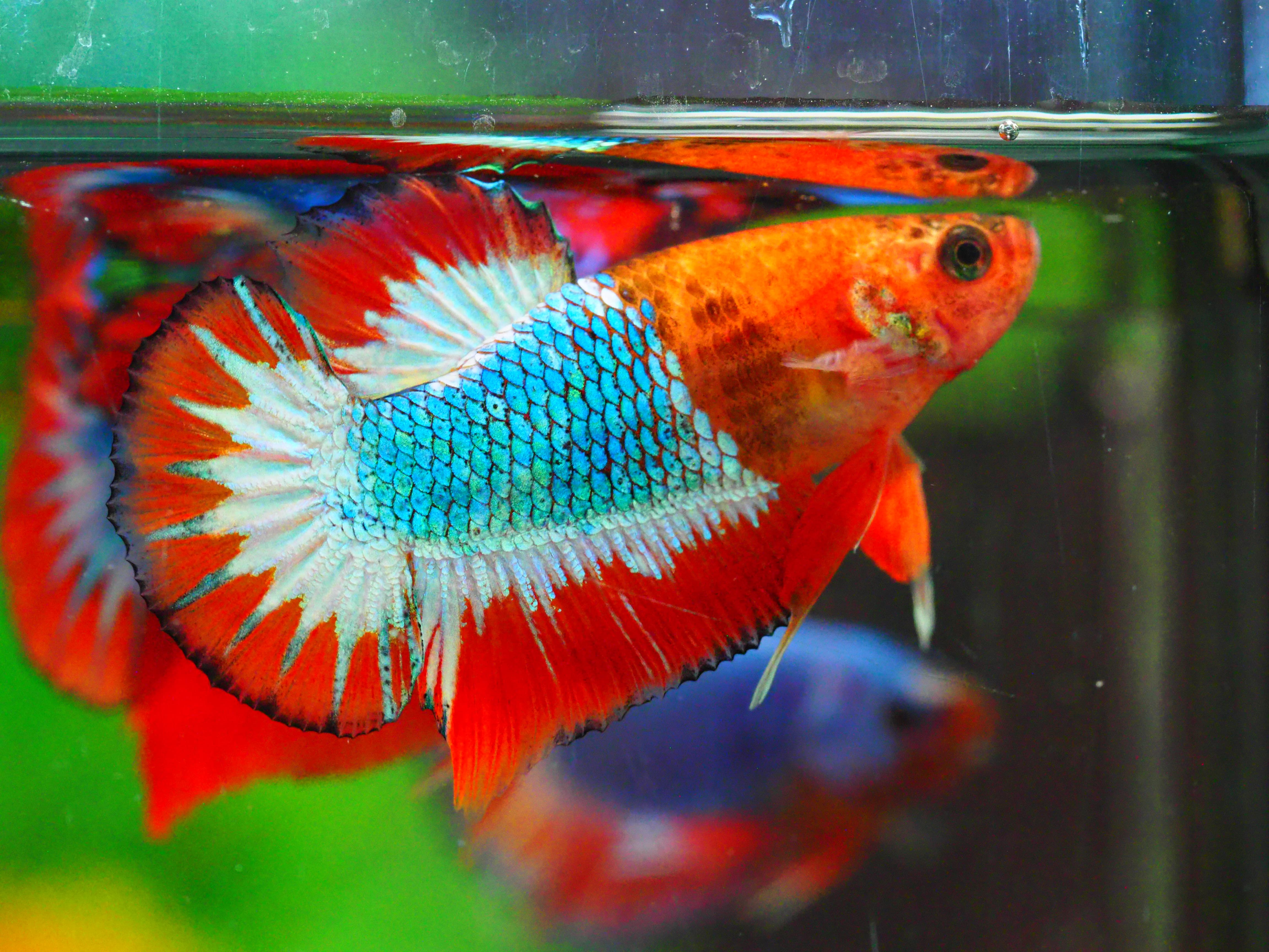 HMPK FANCY MALE GRADE A +++