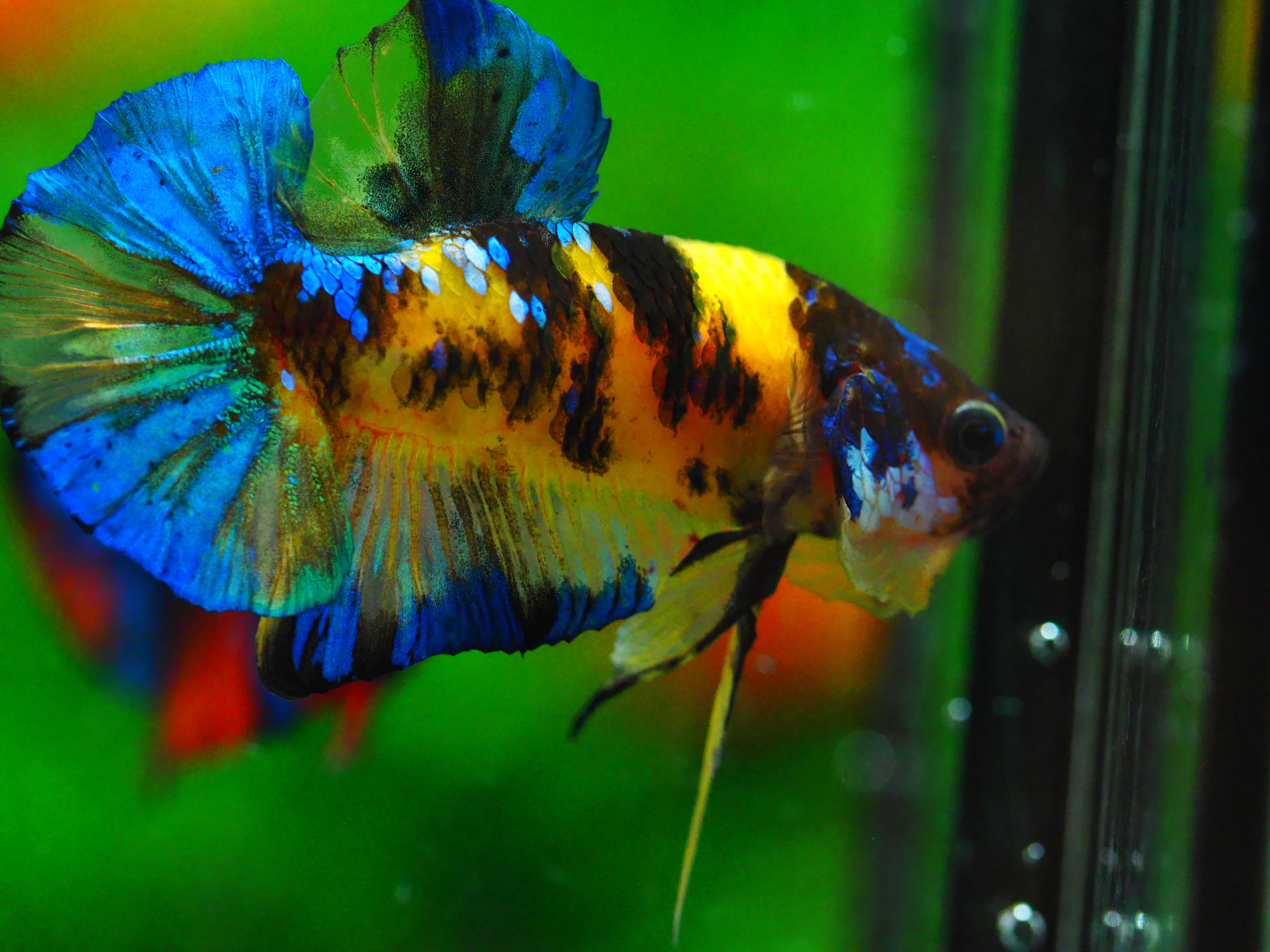 HMPK KOI YELLOW MALE GRADE A +++