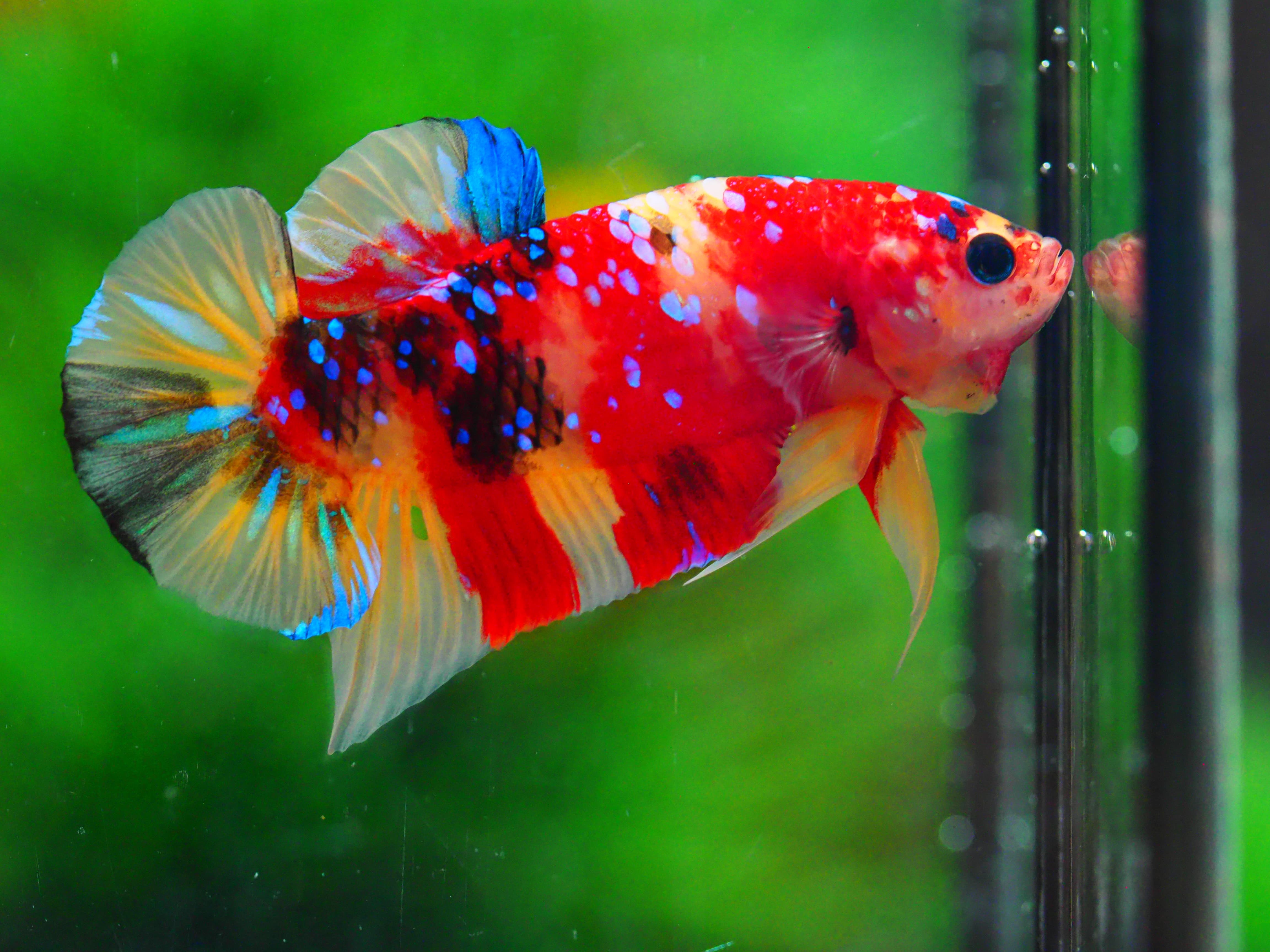 HMPK NEMO GALAXY MALE GRADE A +++