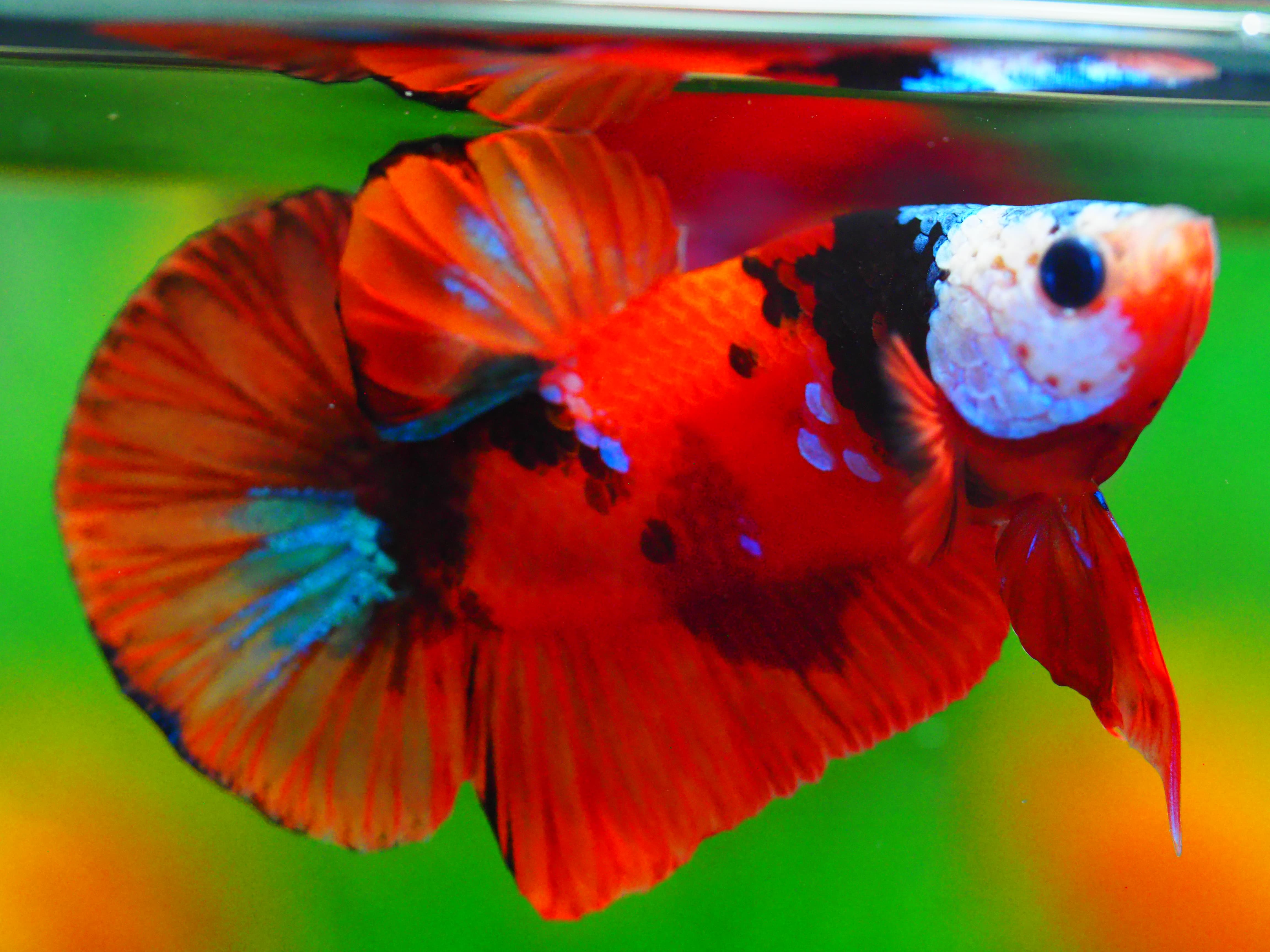 HMPK NEMO GALAXY MALE GRADE A +++