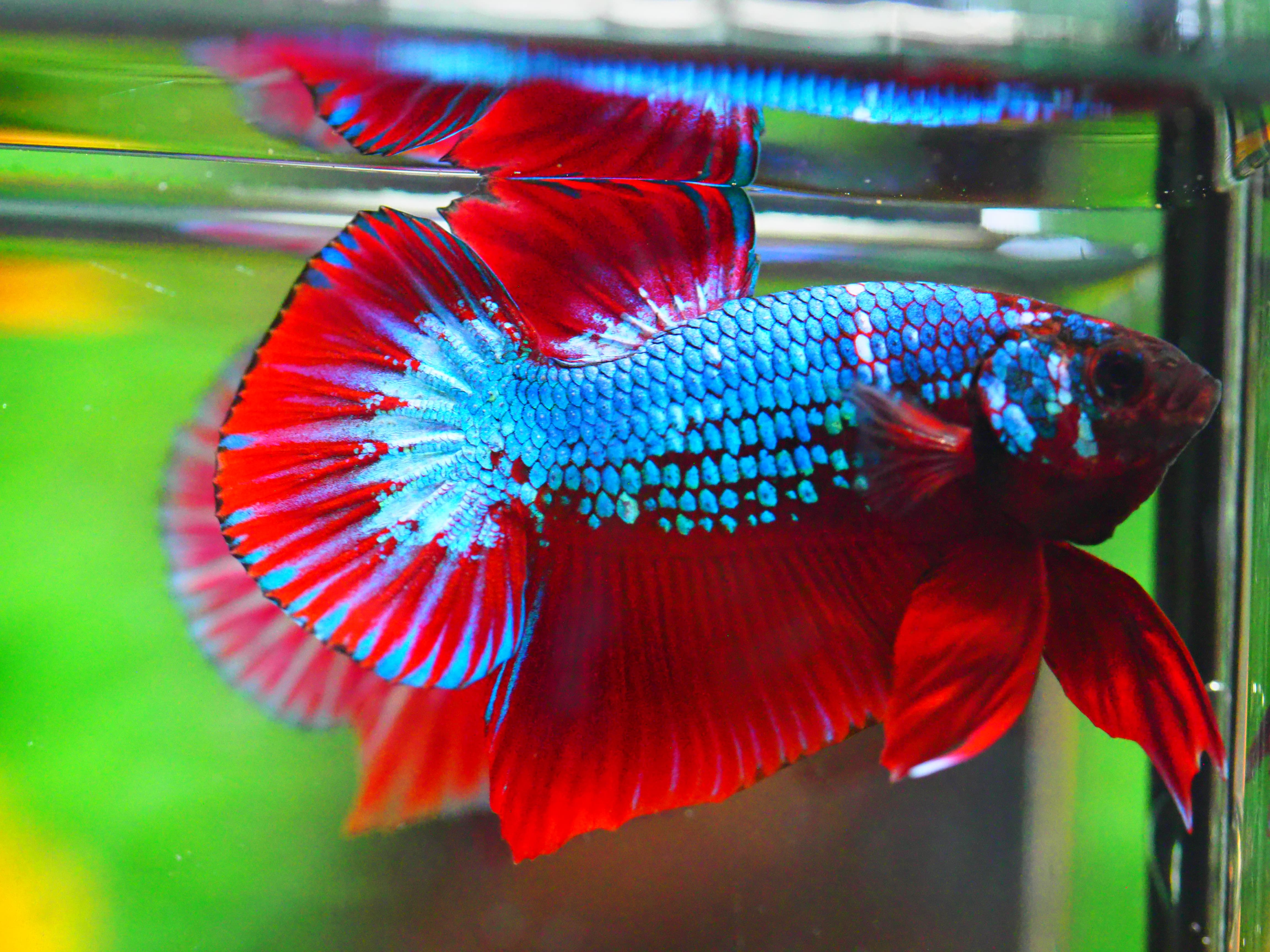 HMPK FANCY MALE GRADE A +++