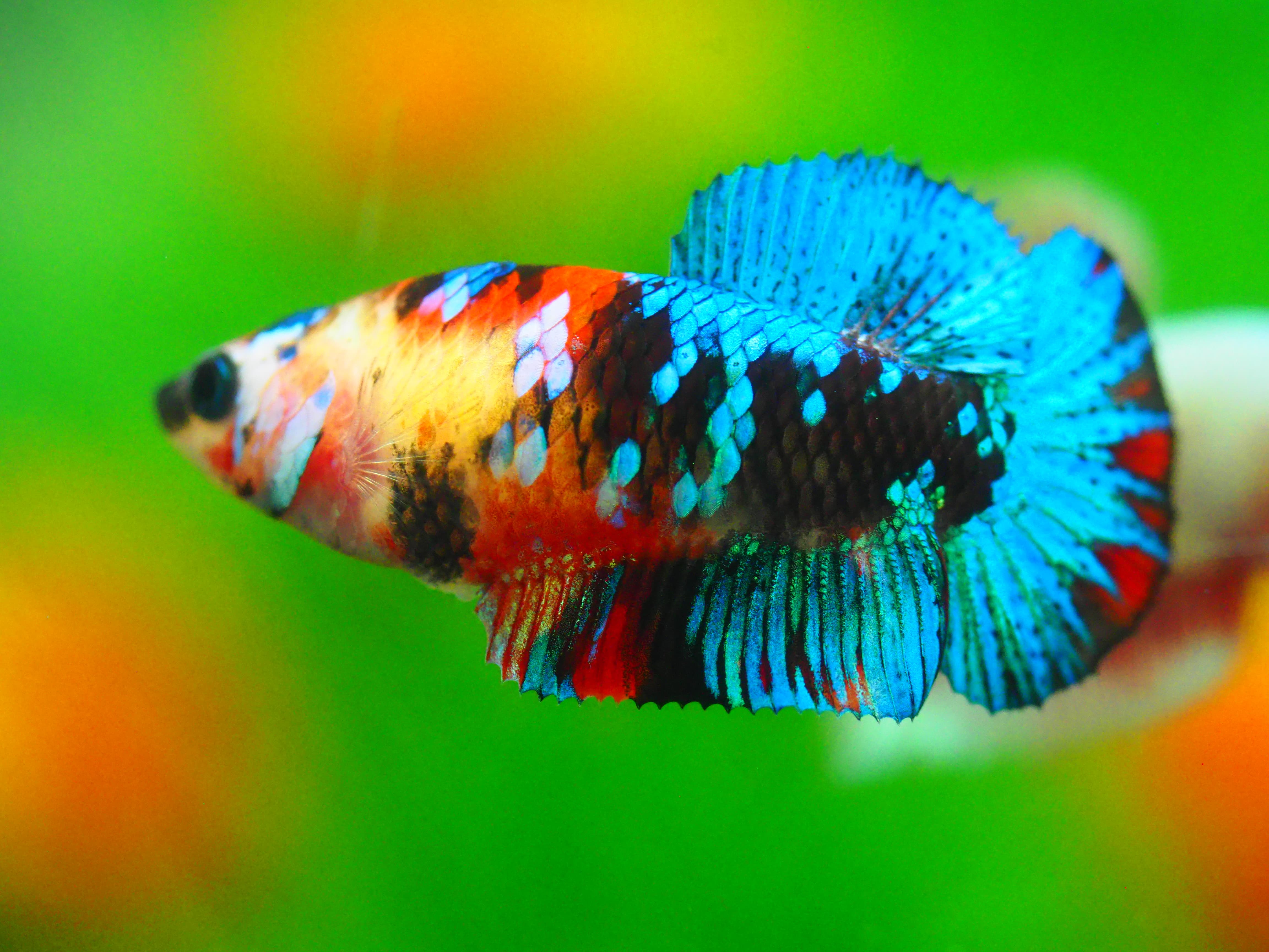 HMPK KOI GALAXY FN MALE GRADE A +++ ไมมีตะเกรียบ