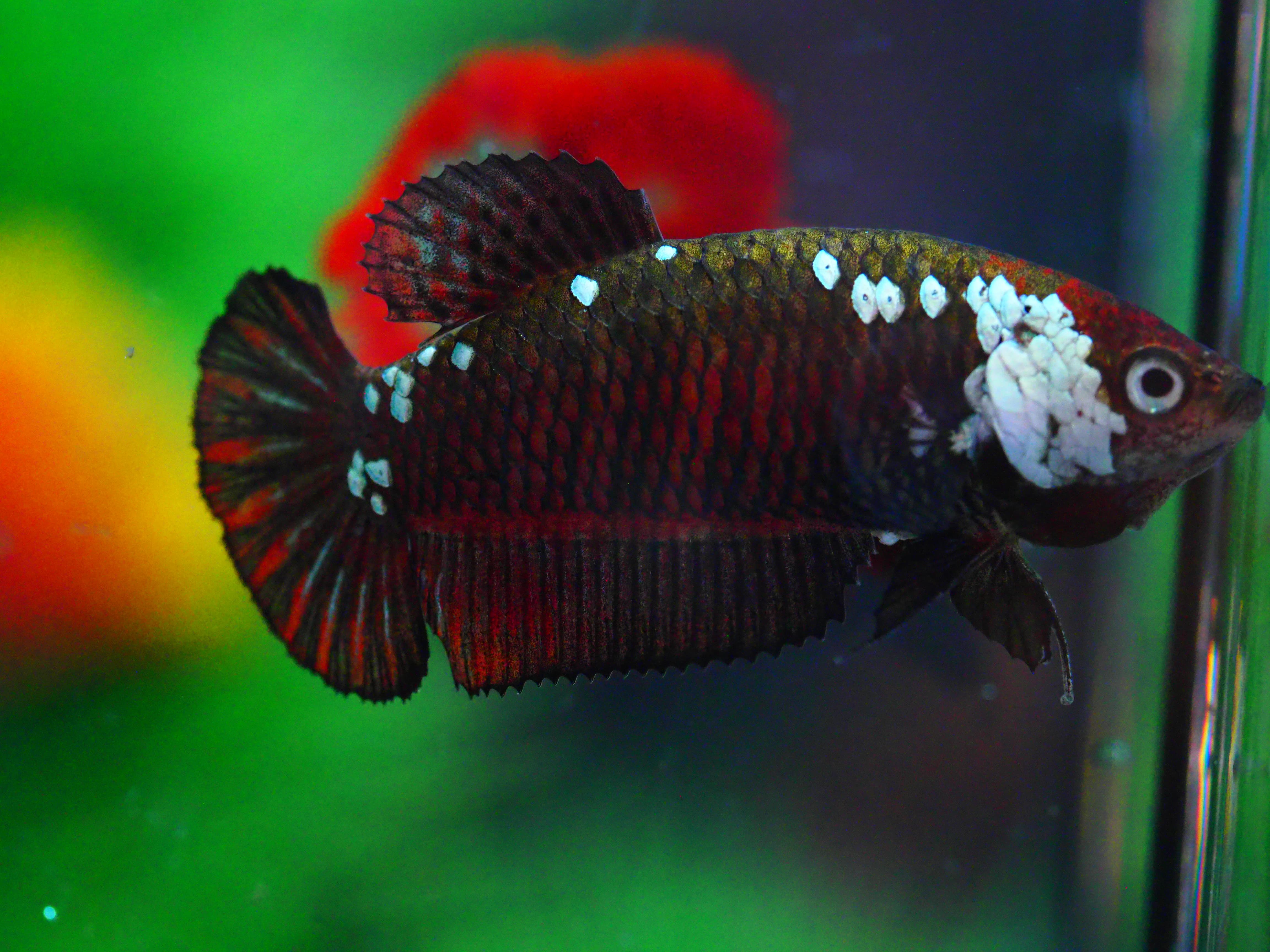 HMPK BLACY SAURIA FNMALE GRADE A +++