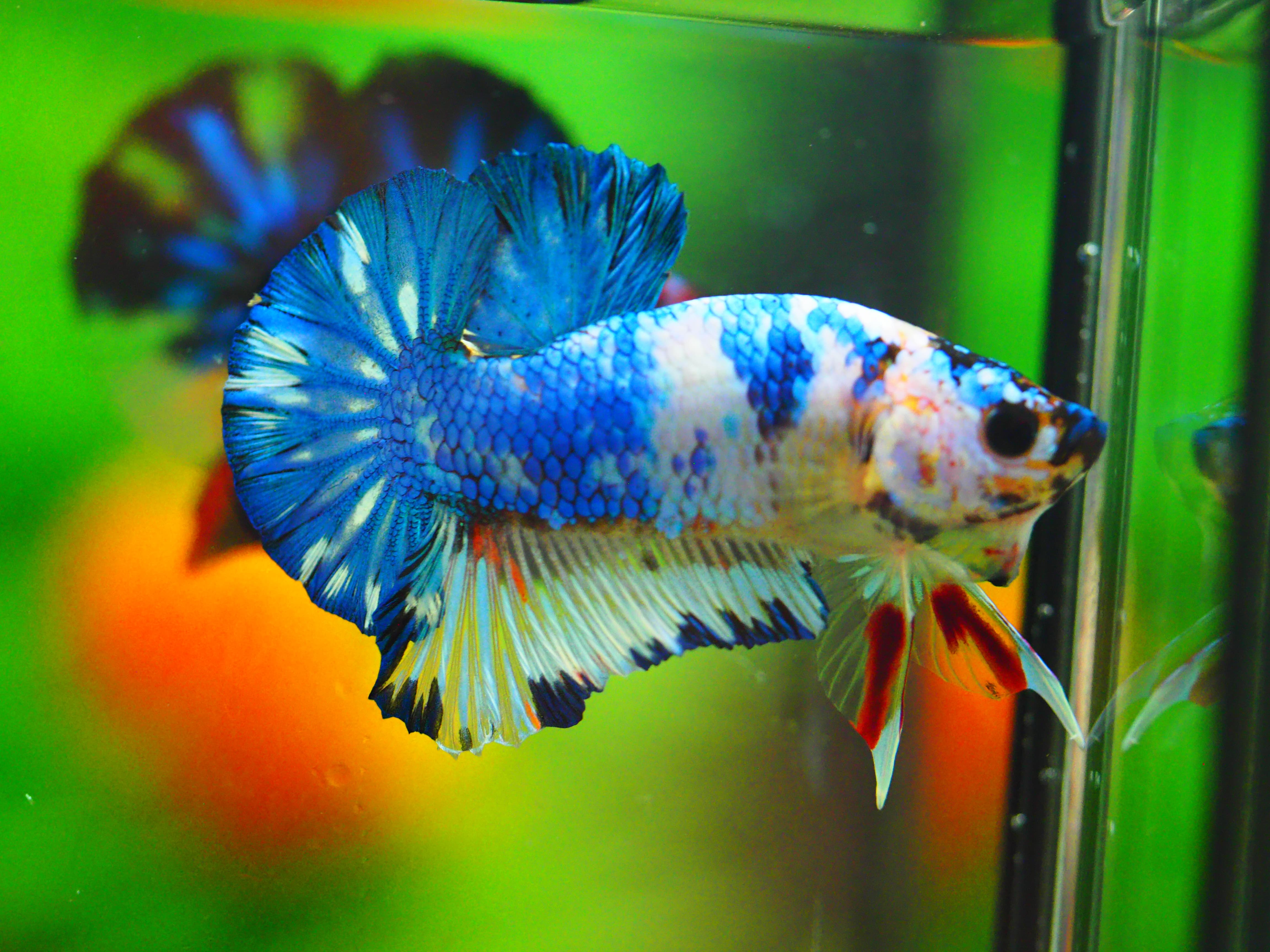 HMPK KOI FANCY MALE GRADE A +++