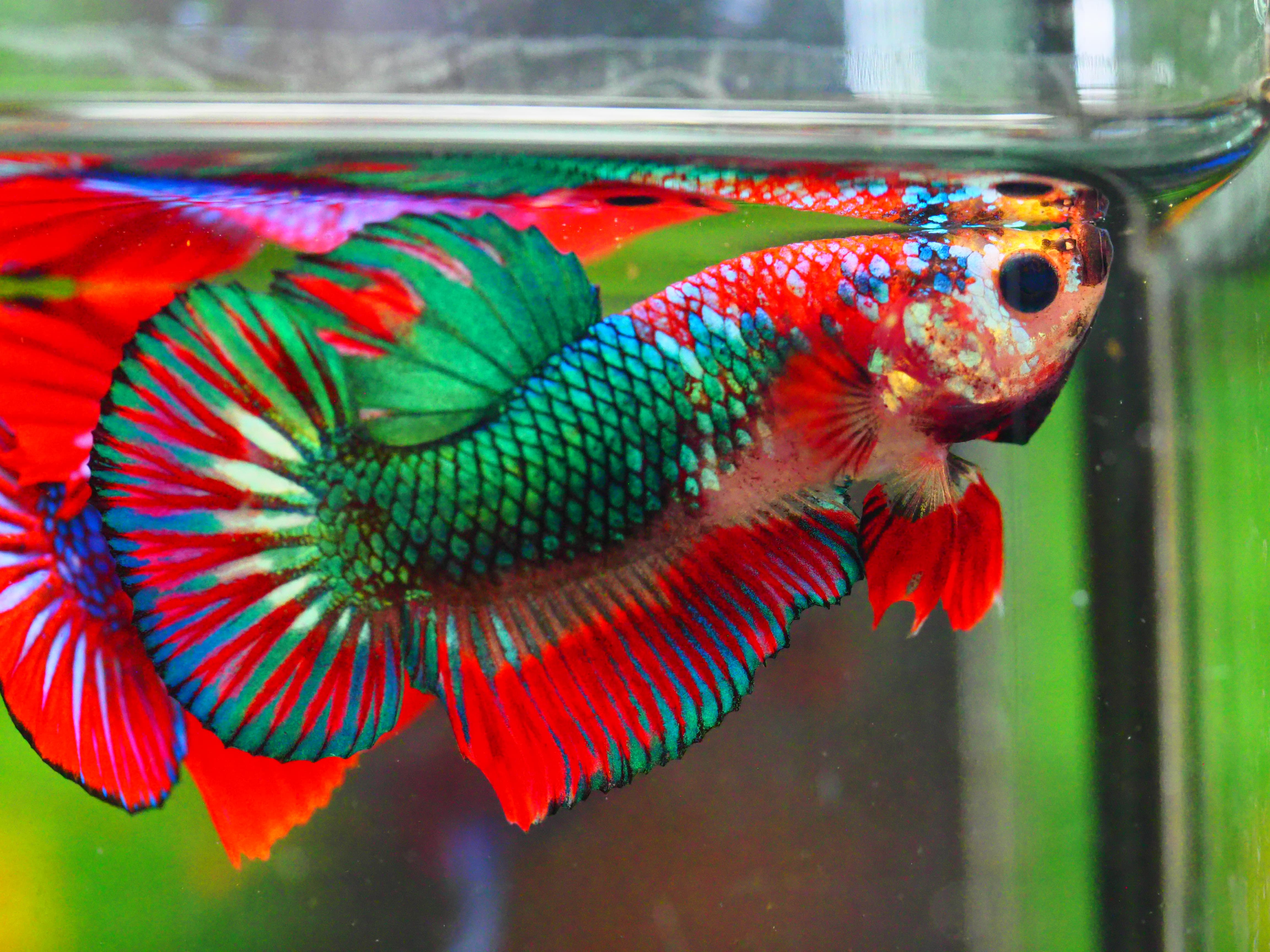 HMPK FANCY MALE GRADE A +++