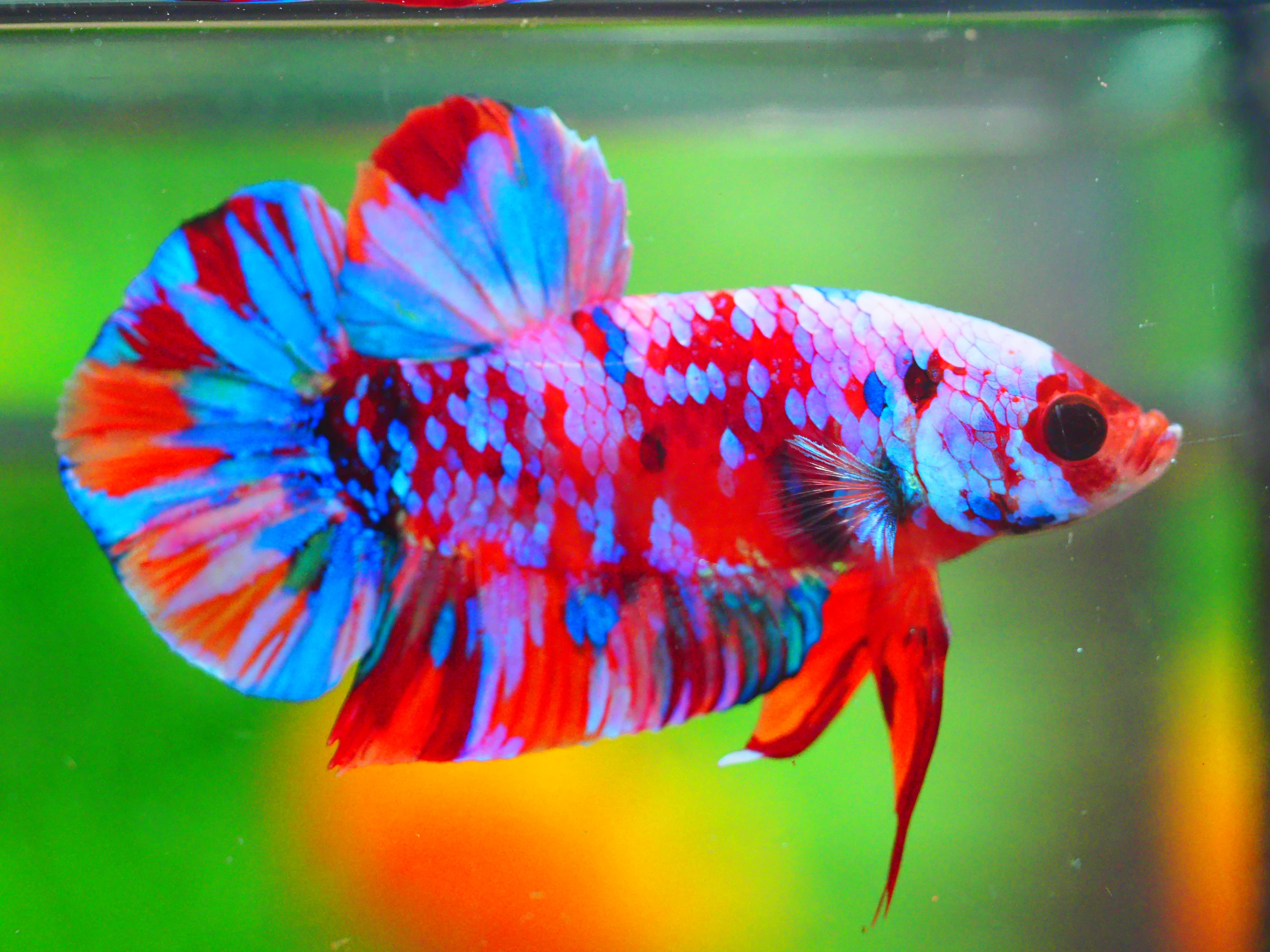 HMPK KOI GALAXY MALE GRADE A +++