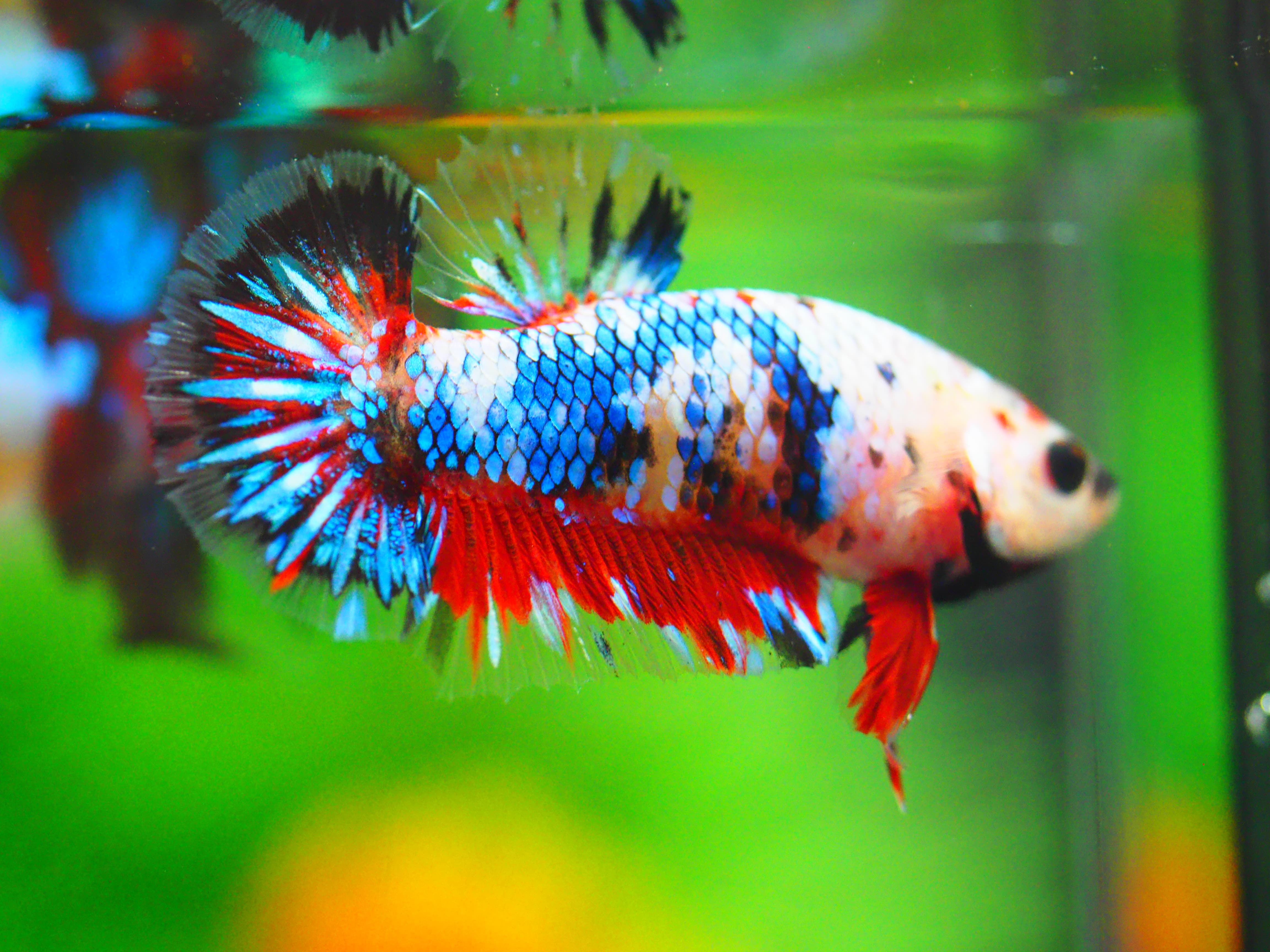 HMPK KOI GALAXY MALE GRADE A +++