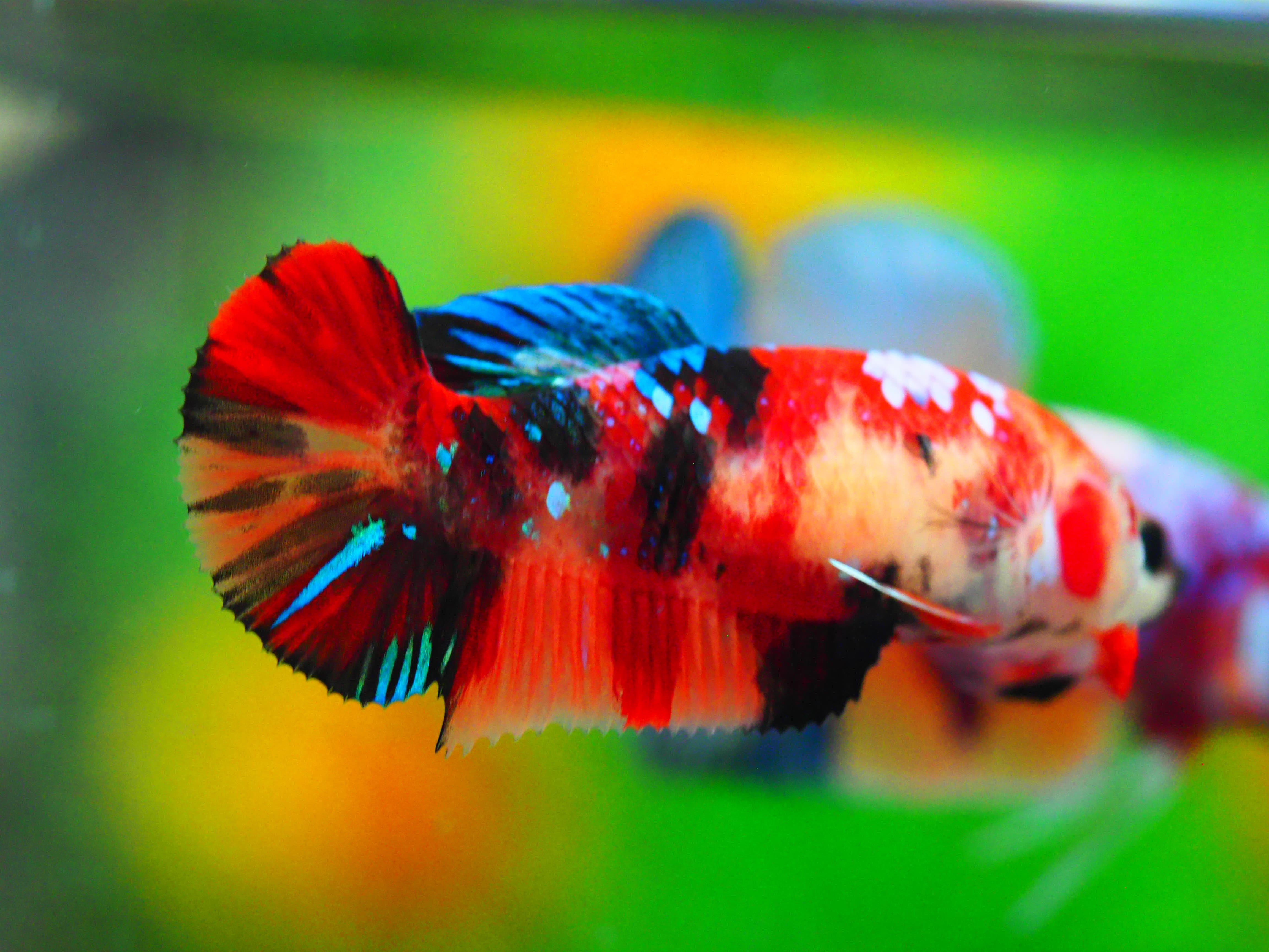 HMPK KOI GALAXY FNMALE GRADE A +++