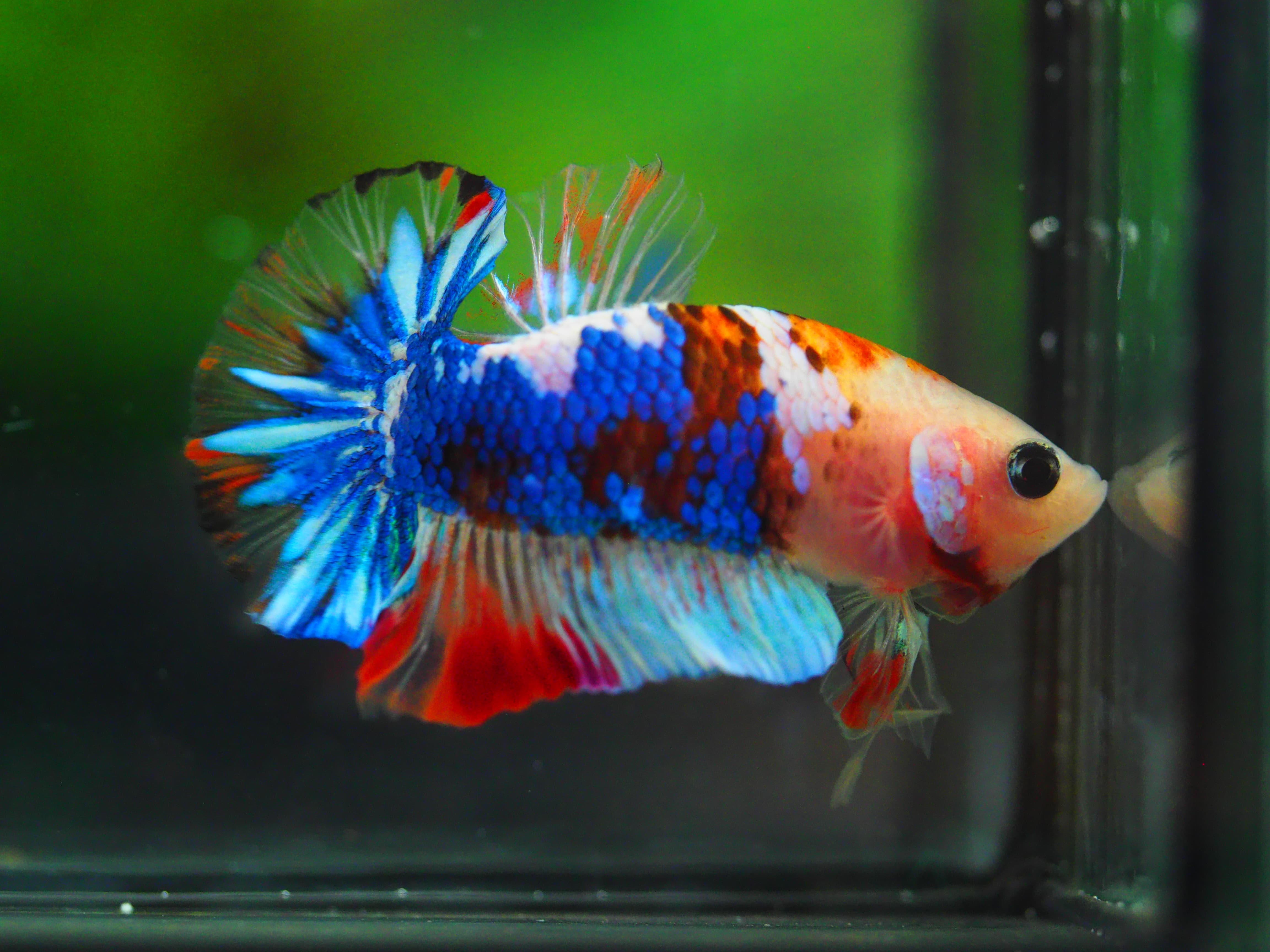 HMPK KOI GALAXY MALE GRADE A++