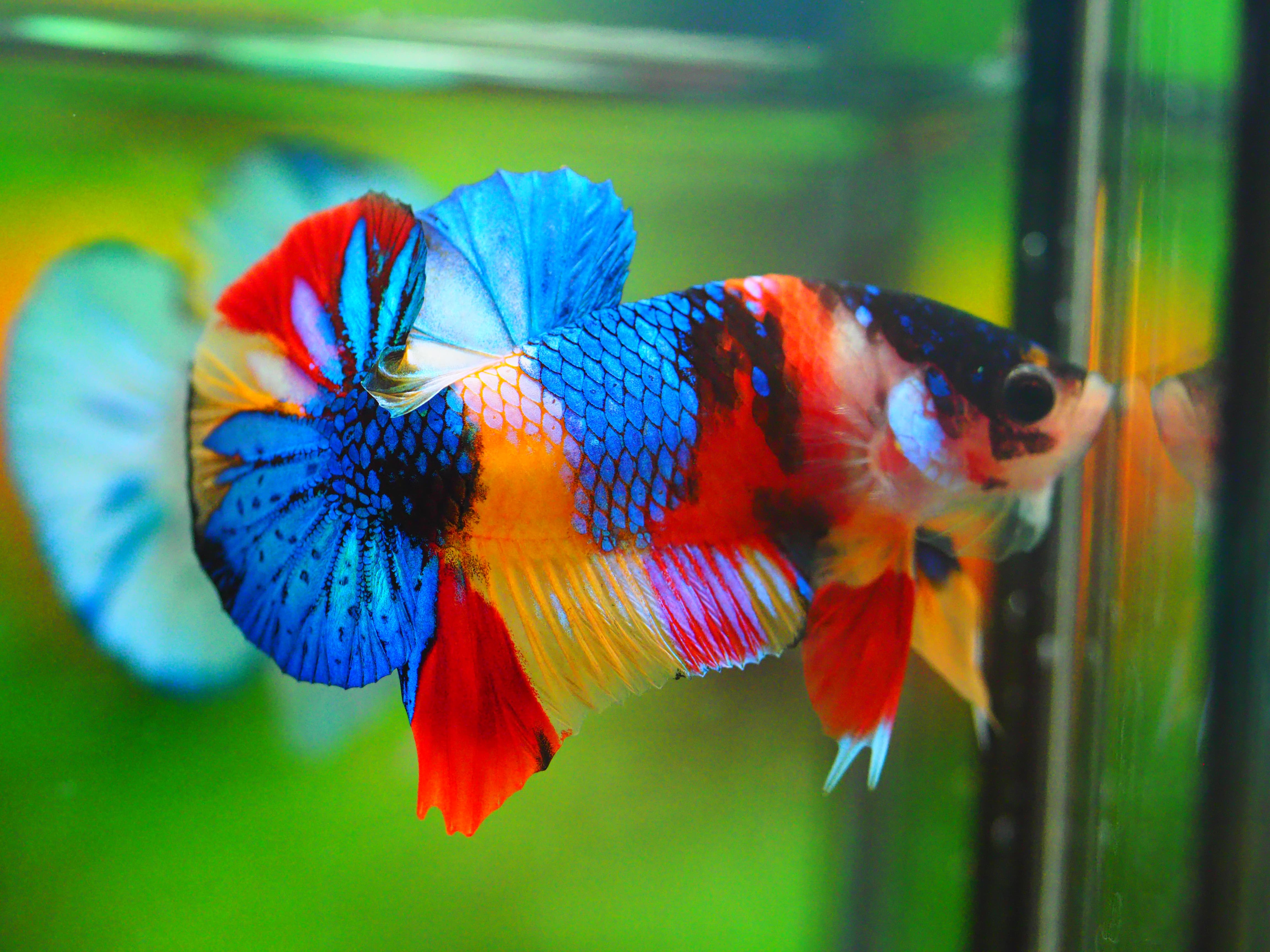 HMPK CANDY MALE GRADE A +++