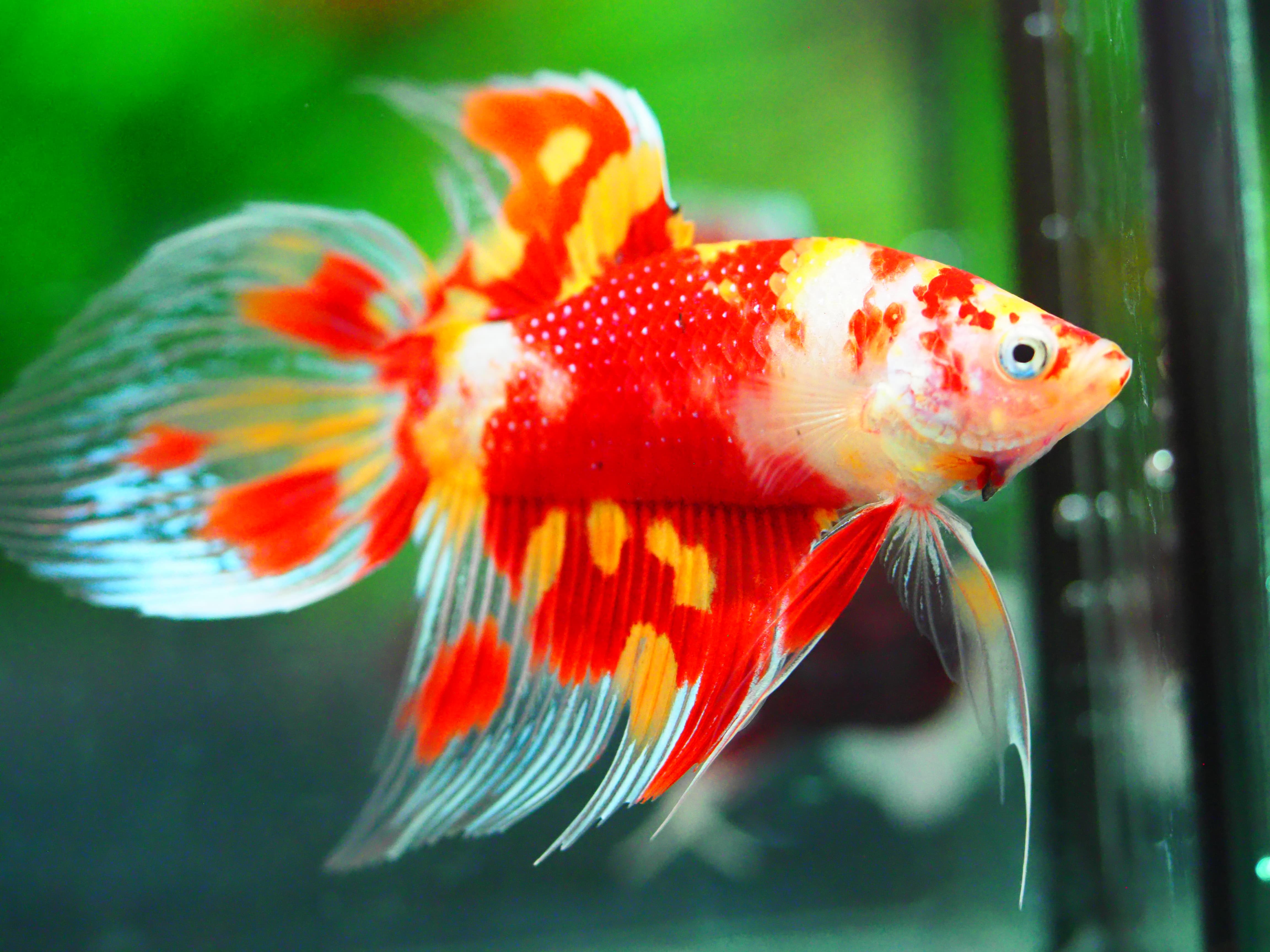 VT NEMO MALE GRADE A +++