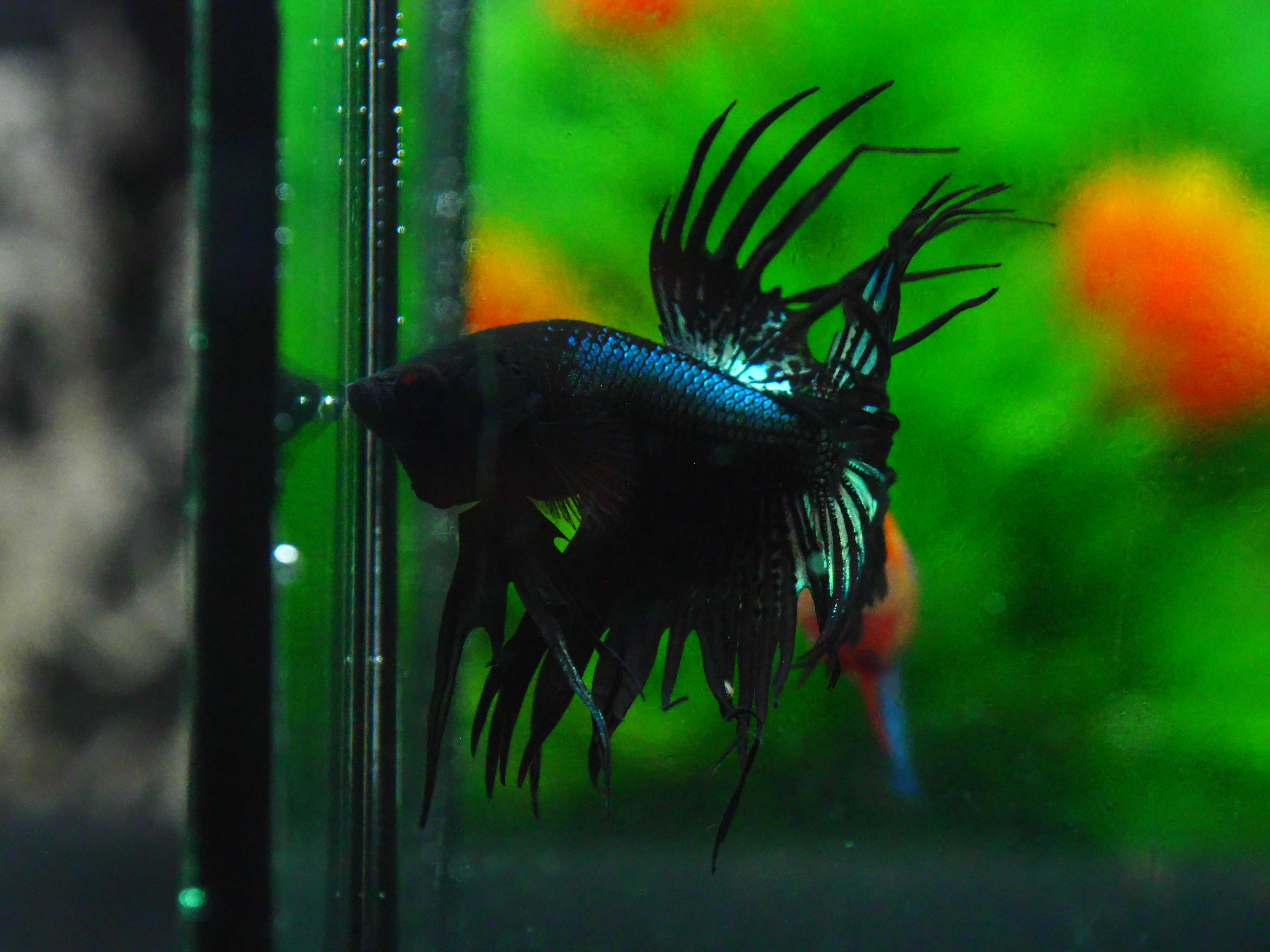 CT BLACK MALE GRADE A +++