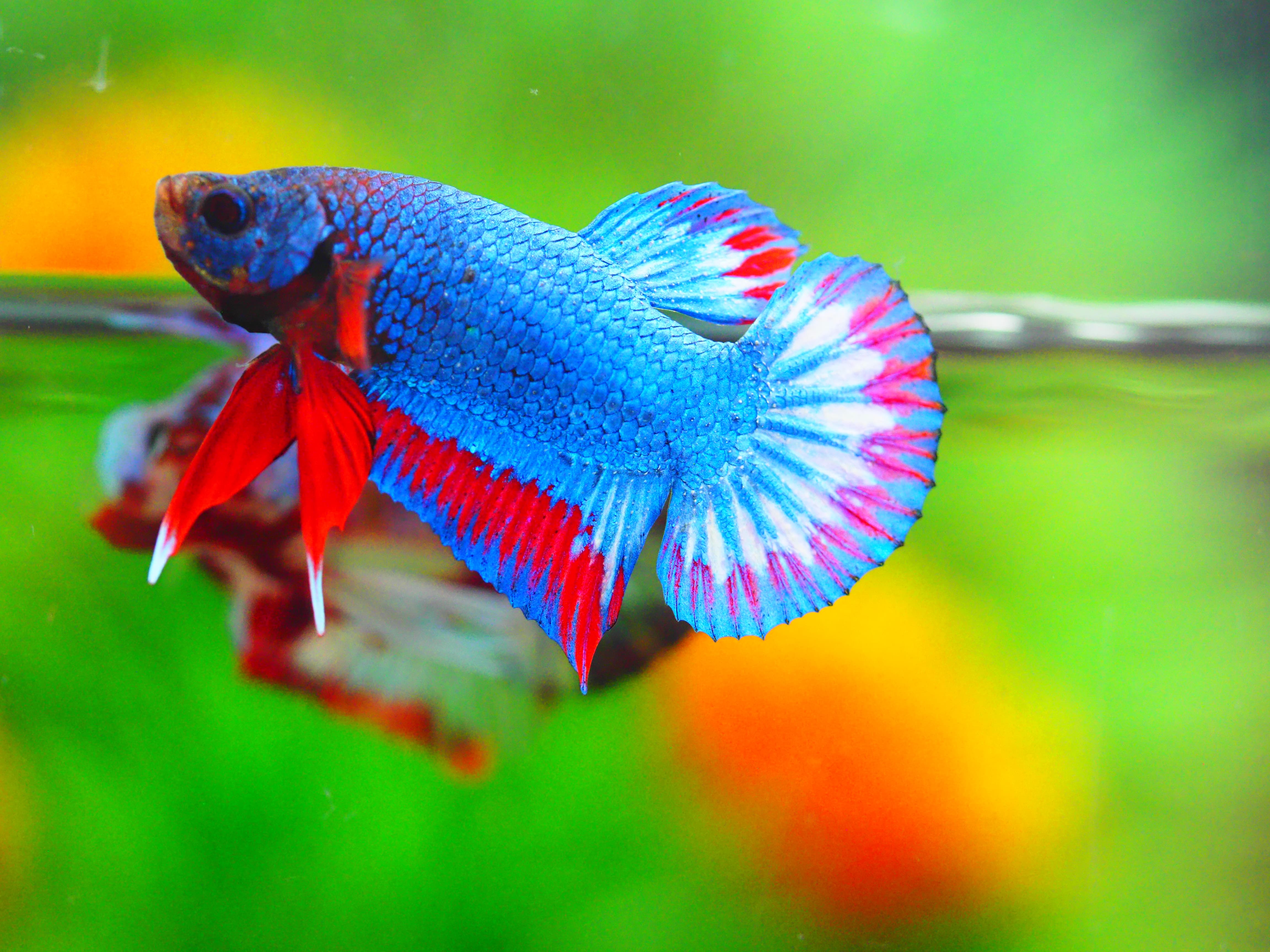 HMPK THAILAND MALE GRADE A +++