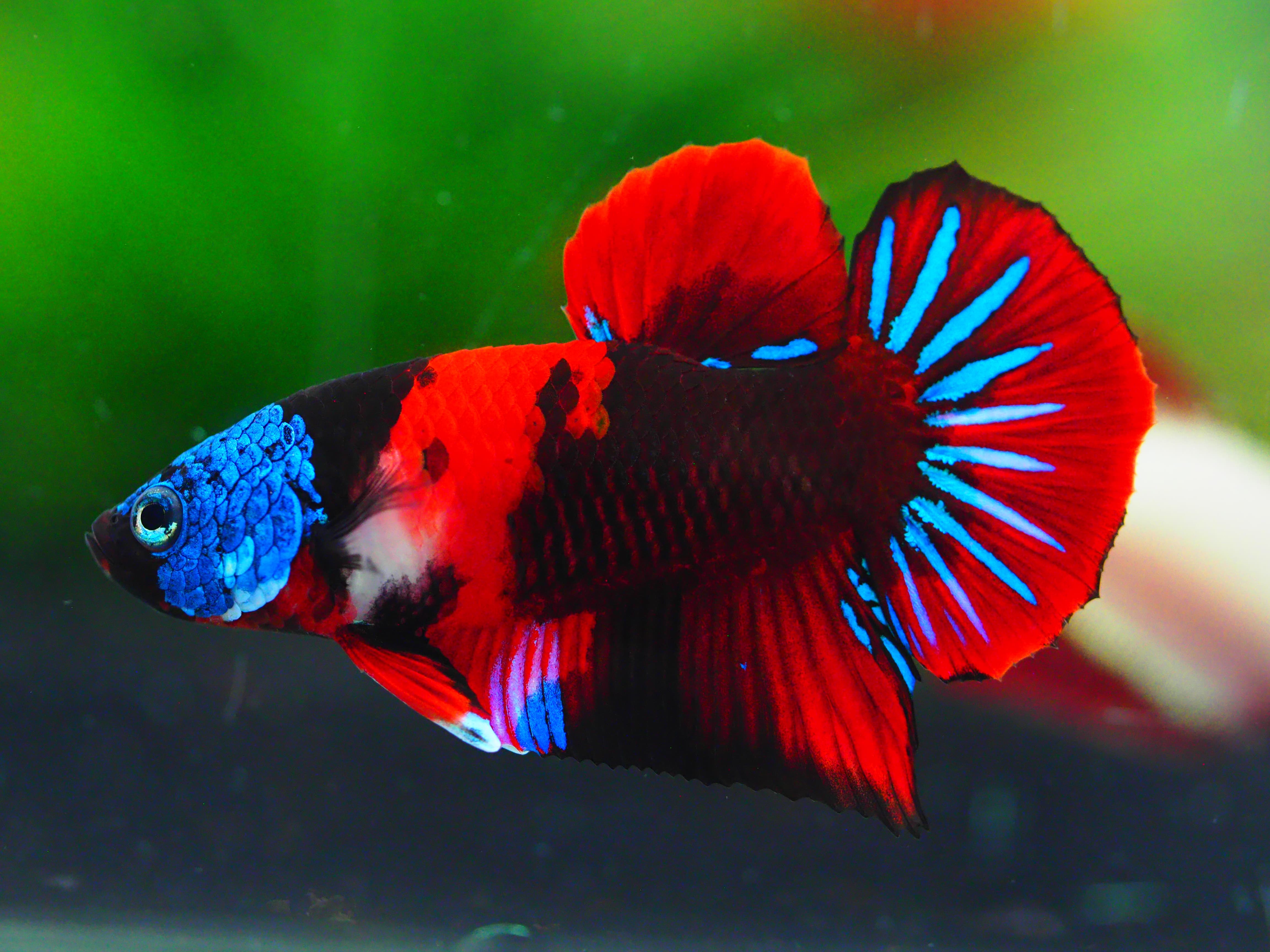 HMPK KOI GALAXY MALE GRADE A +++