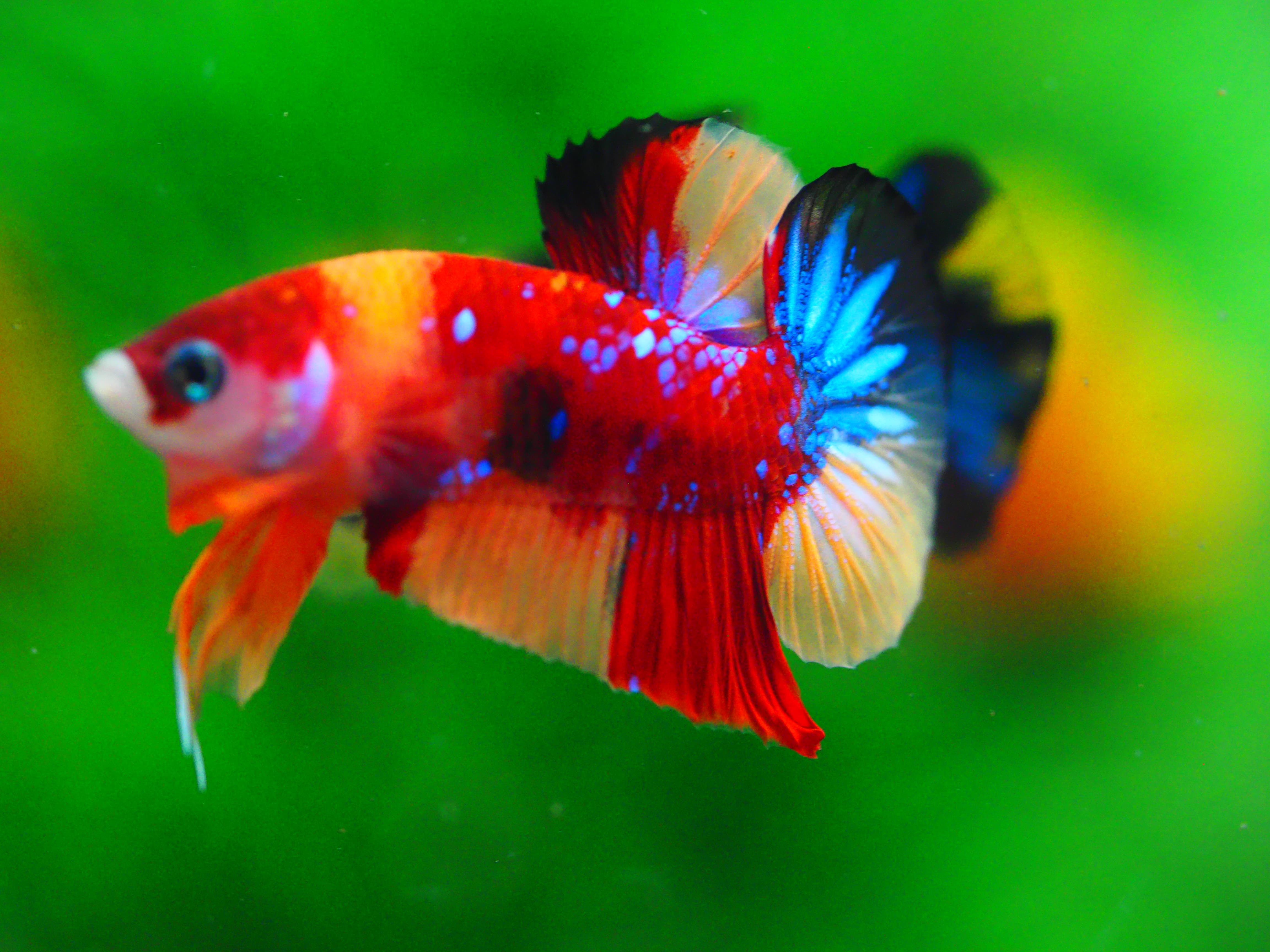 HMPK NEMO MALE GRADE A +++