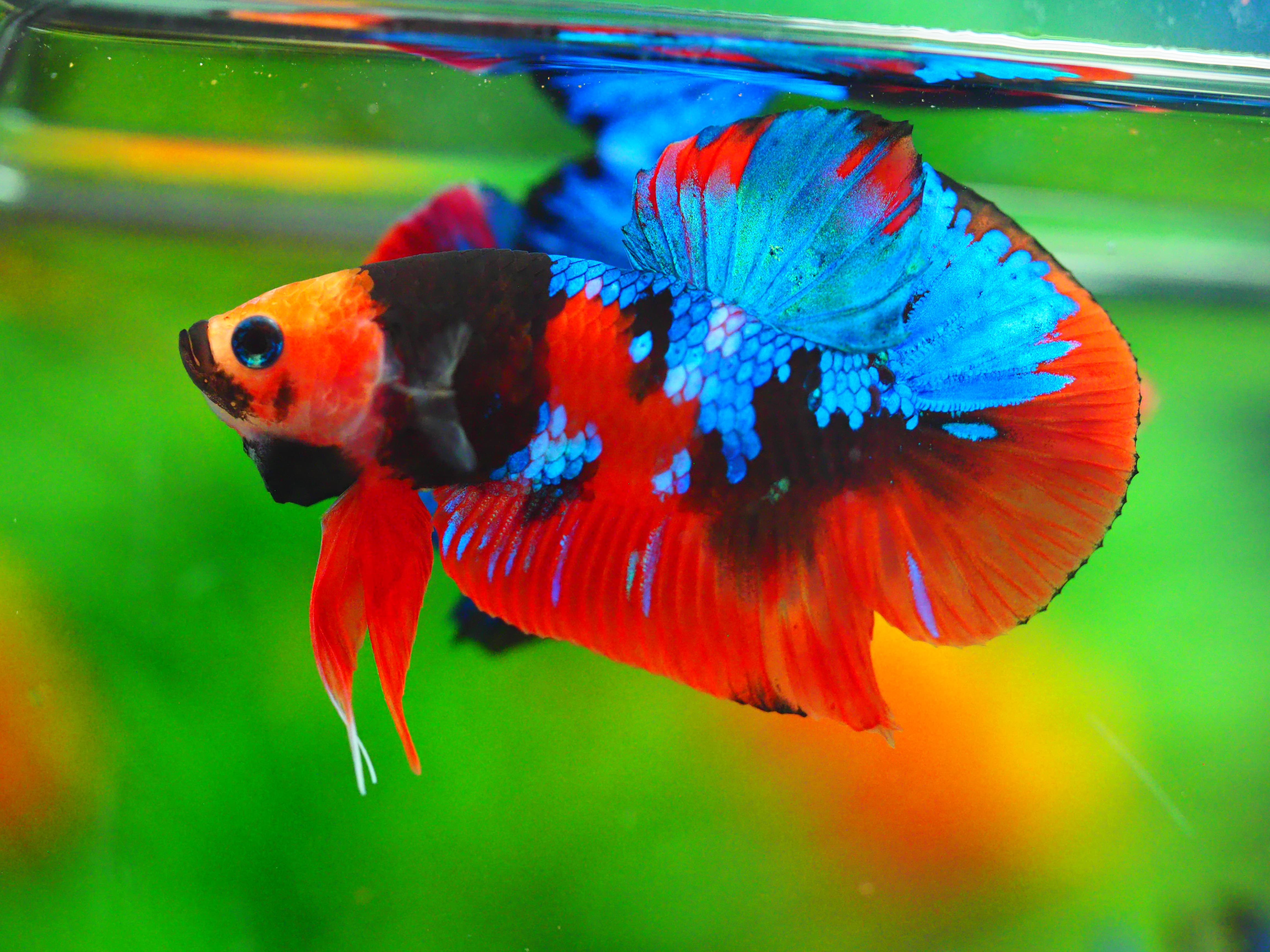 HMPK KOI GALAXY MALE GRADE A +++