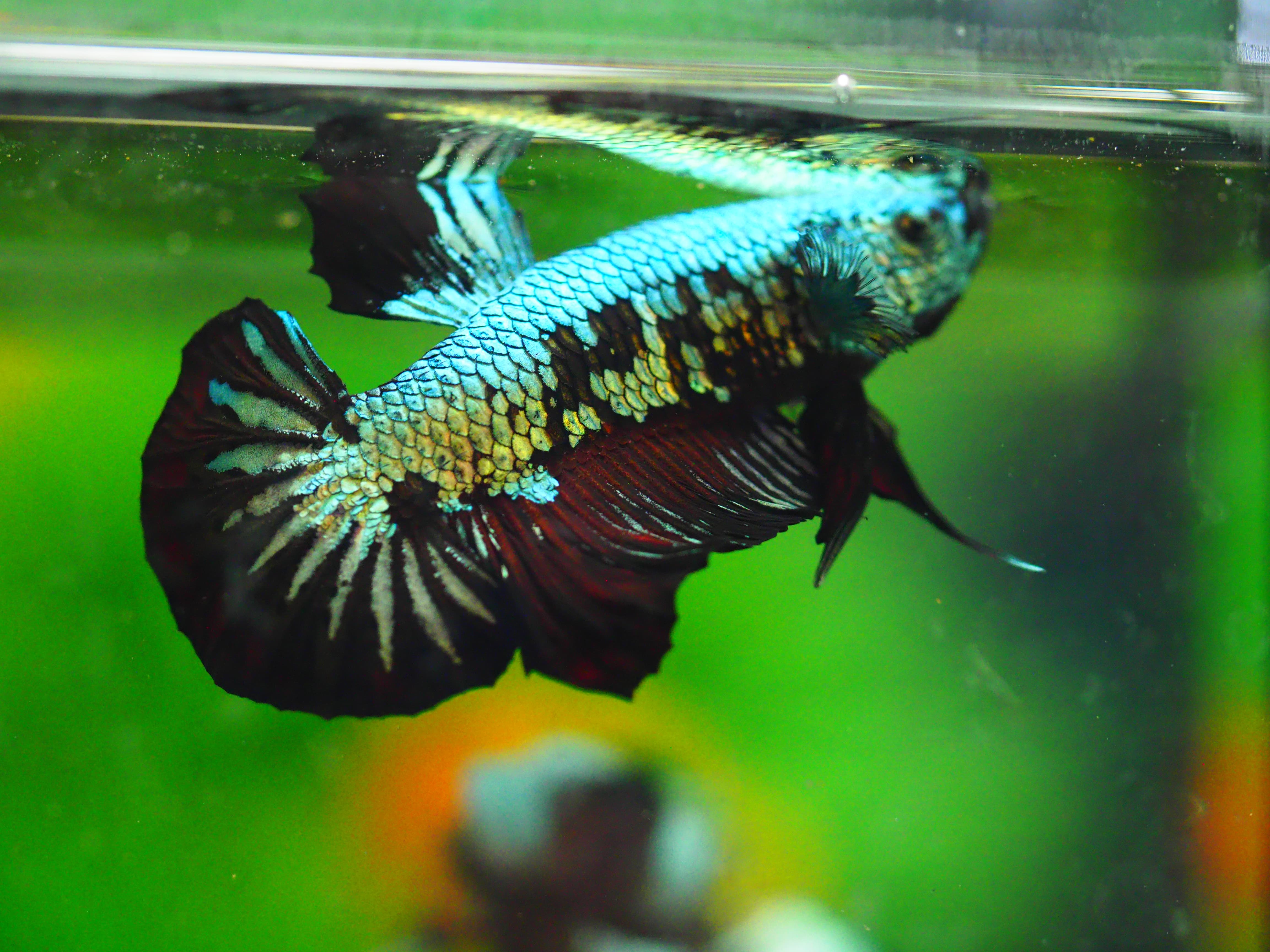 HMPK BLACK DRAGON MALE