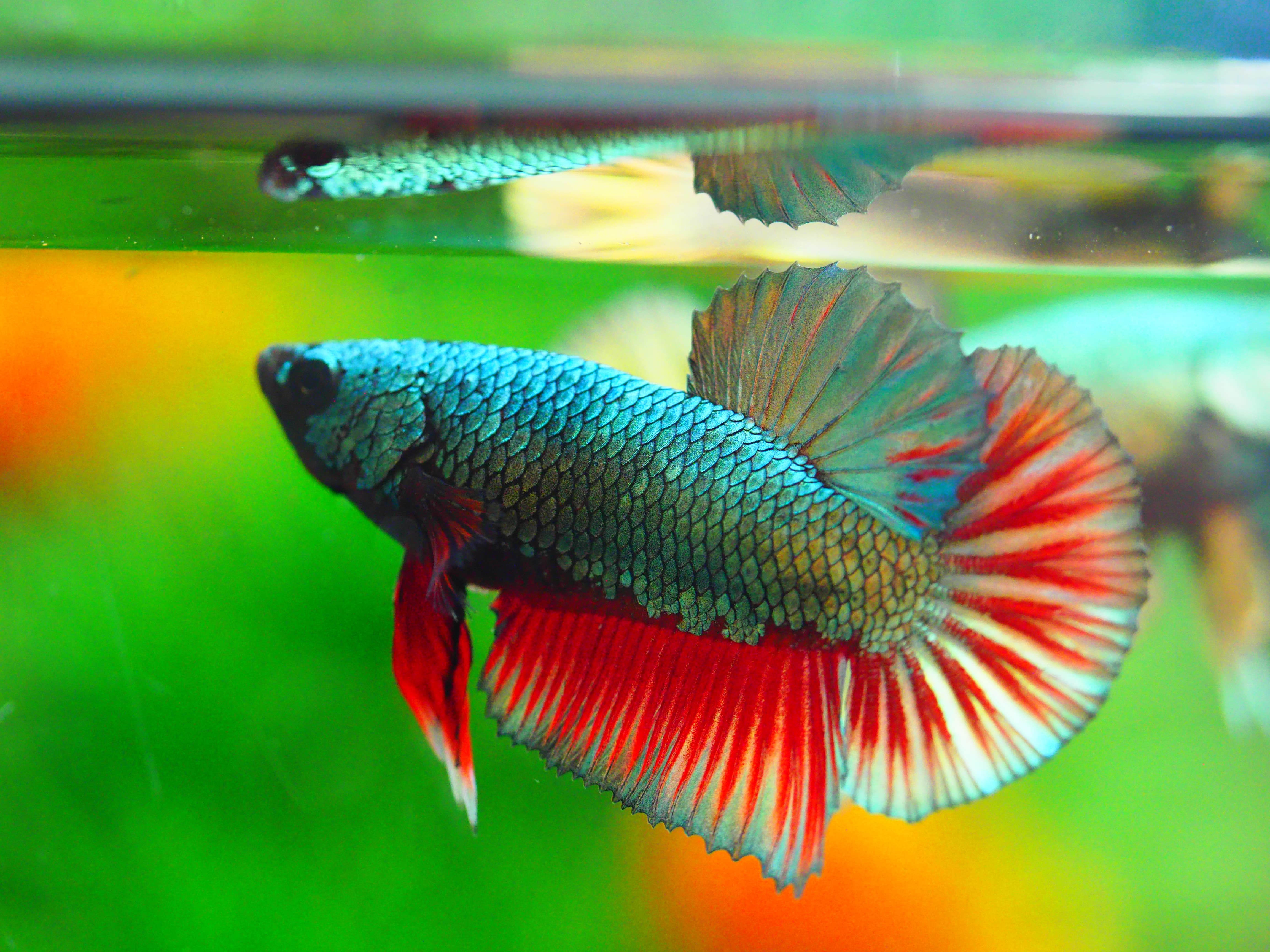 HMPK COPPRE MALE GRADE A +++