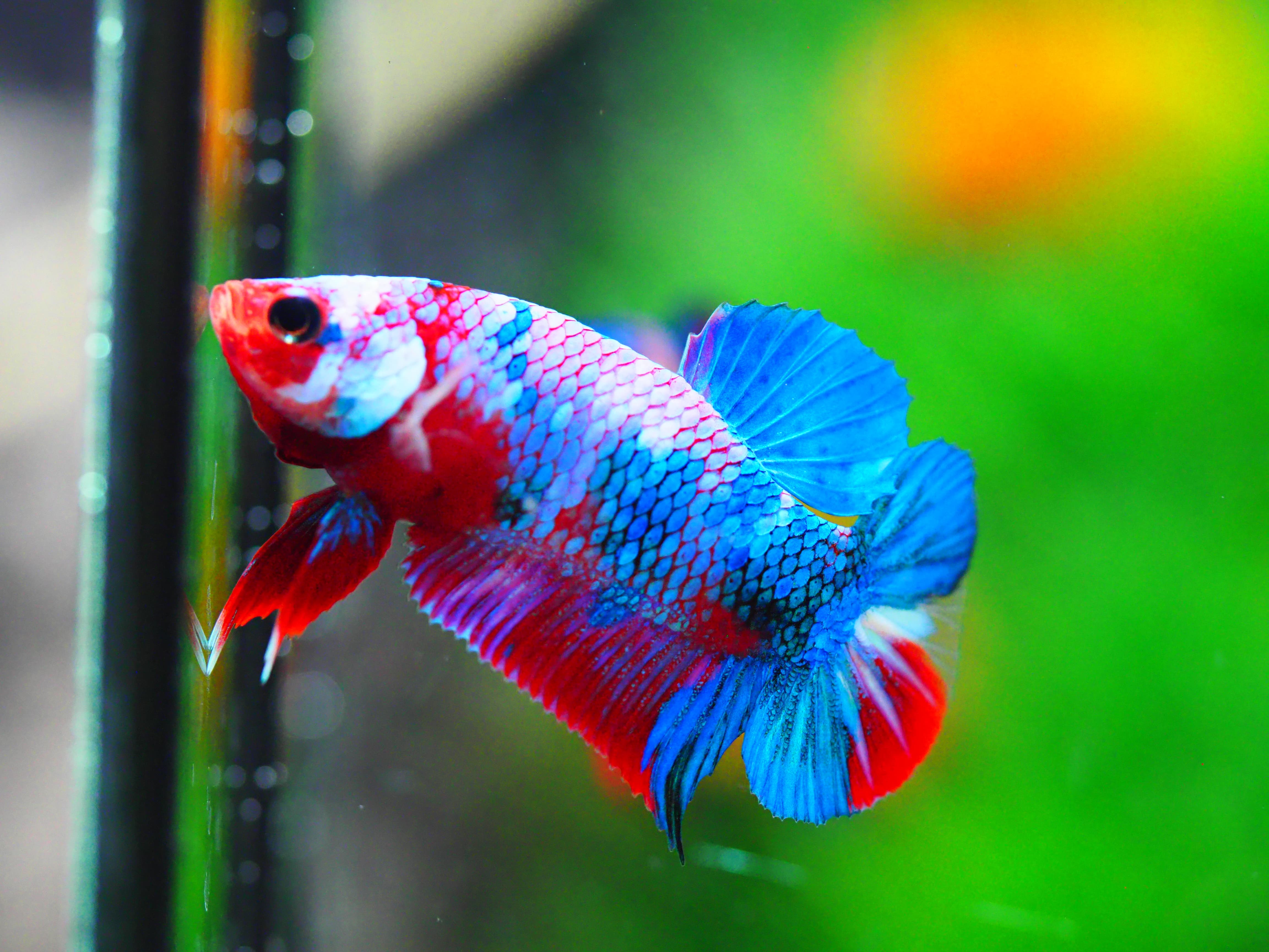 HMPK KOI GALAXY MALE GRADE A +++