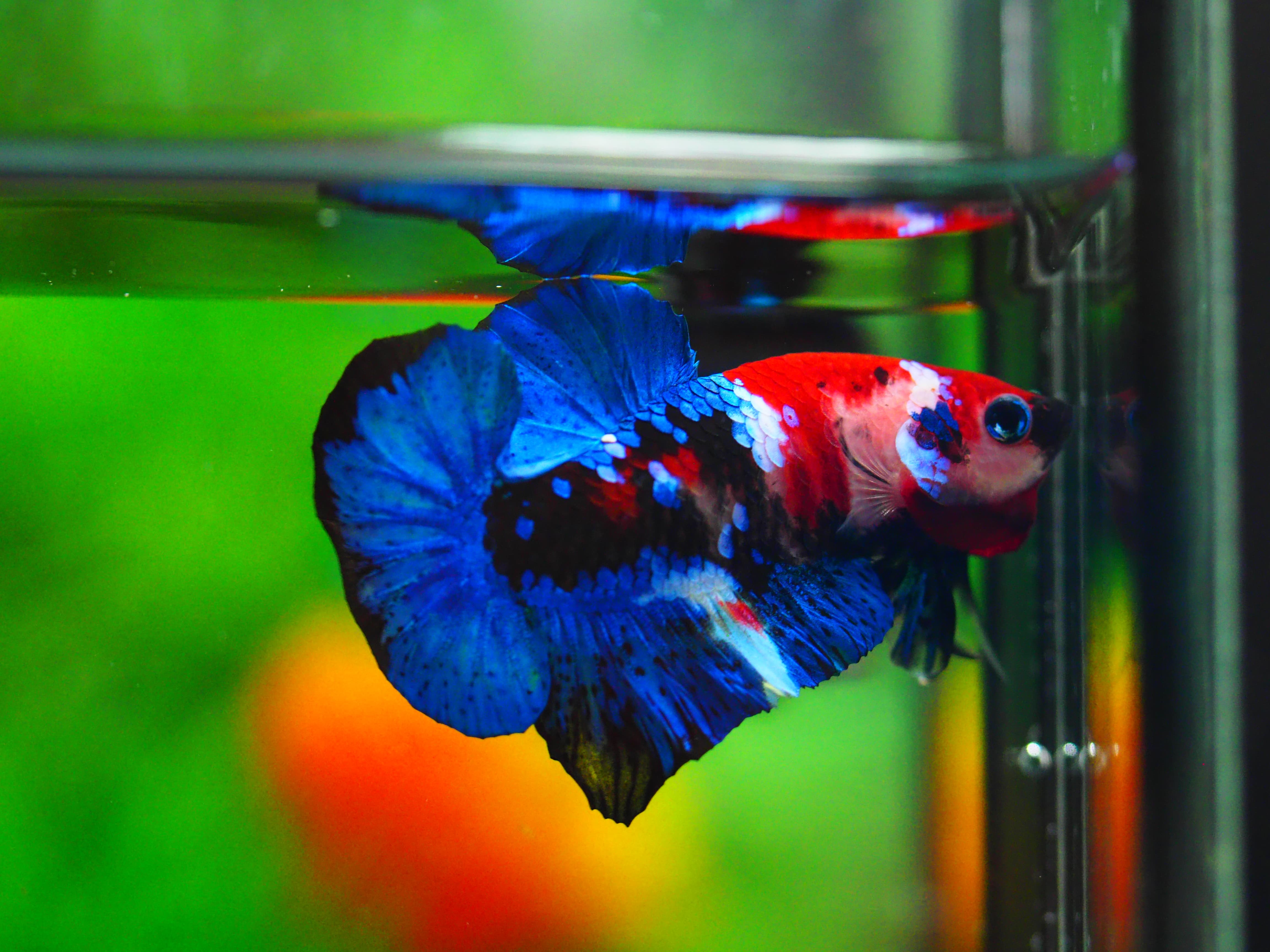 HMPK KOI GALAXY MALE GRADE A+++